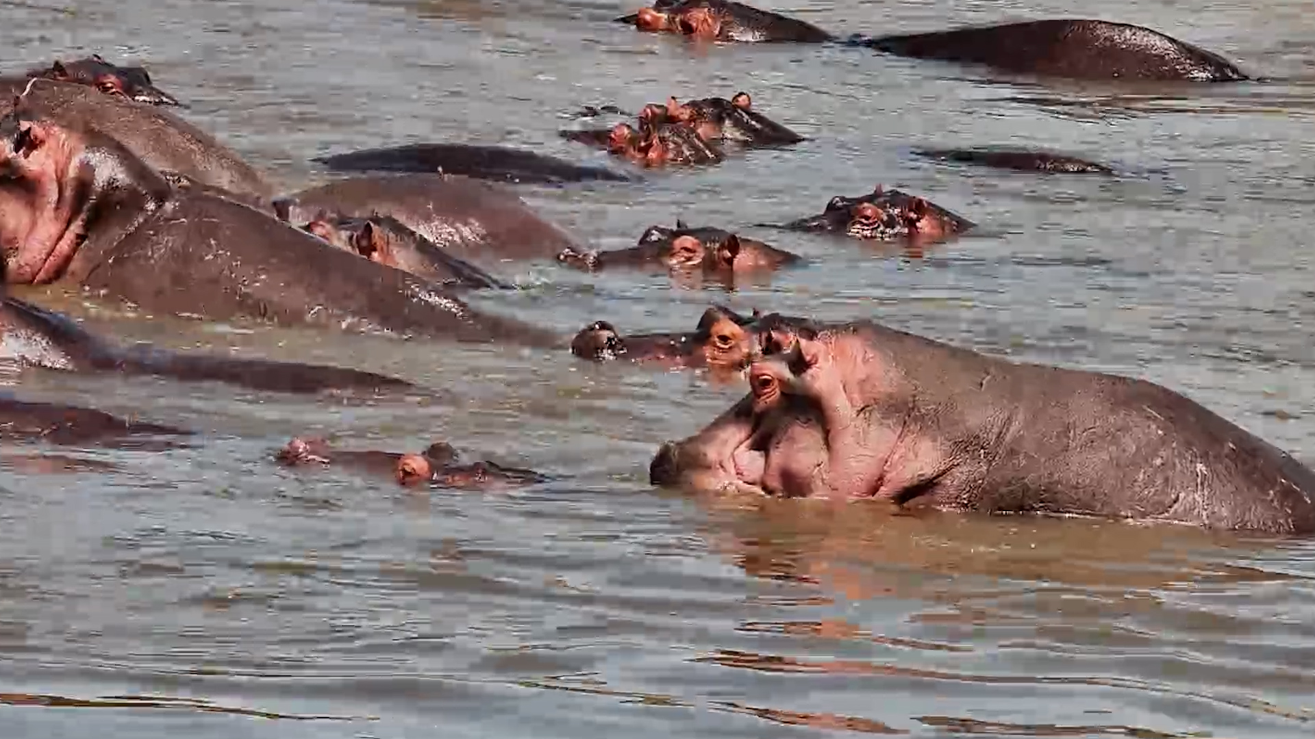 Something Had the Hippos Fired Up