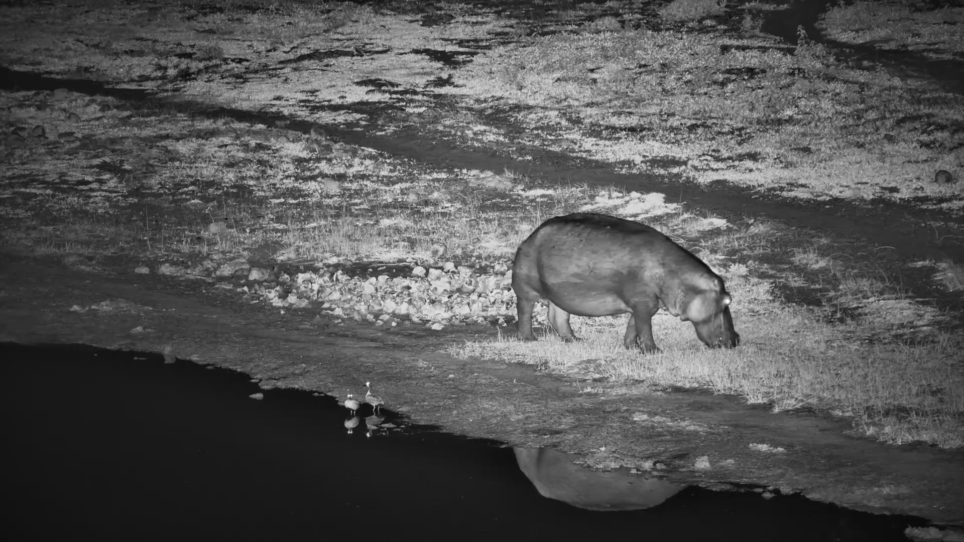 Hippo Sneaks a Quick Dip Before Wandering Off at Moela
