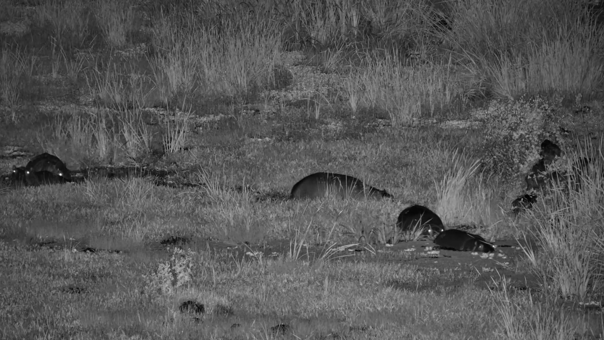 Hippos Move Through the Night