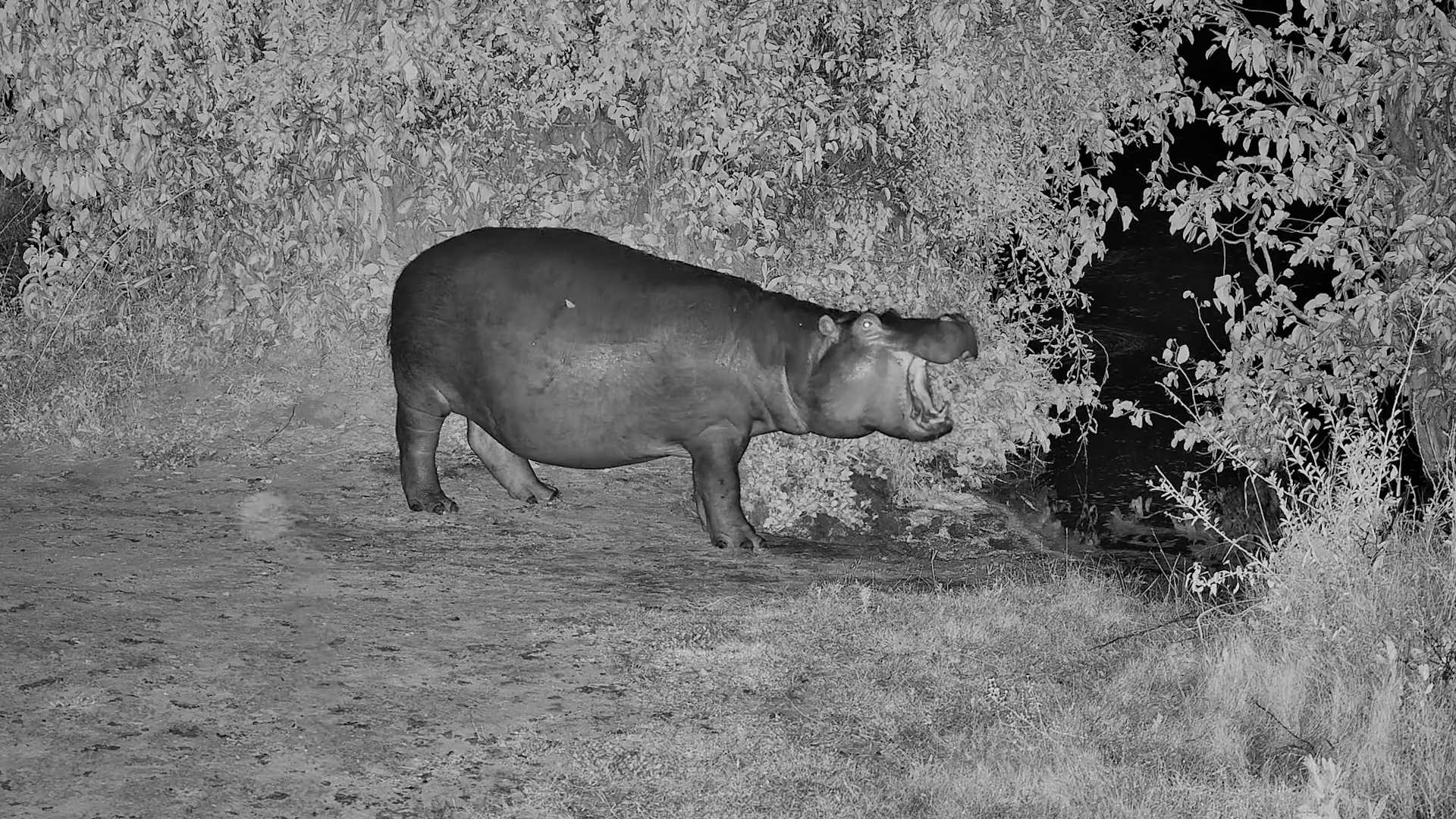 One Last Show… Then Into the Water