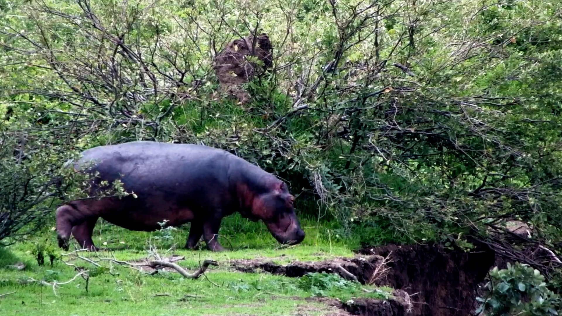 Riverbank Surprise Sends Hippos Jumping