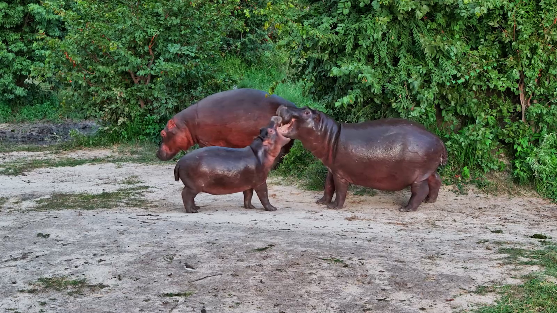 Hippos Show Their Playful Side on Shore