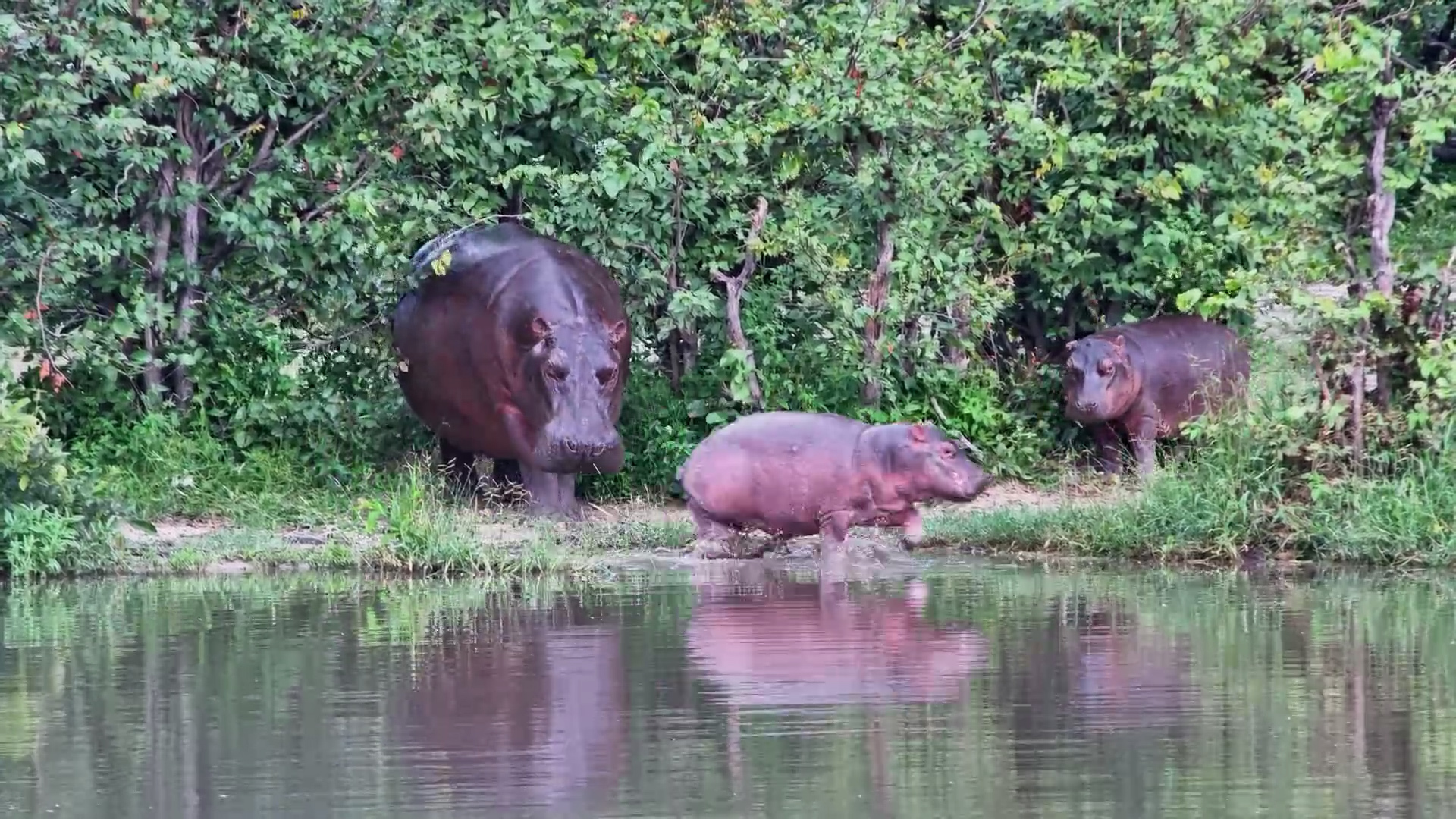 Bush Ambush! Adult Hippo Startles the Little Ones