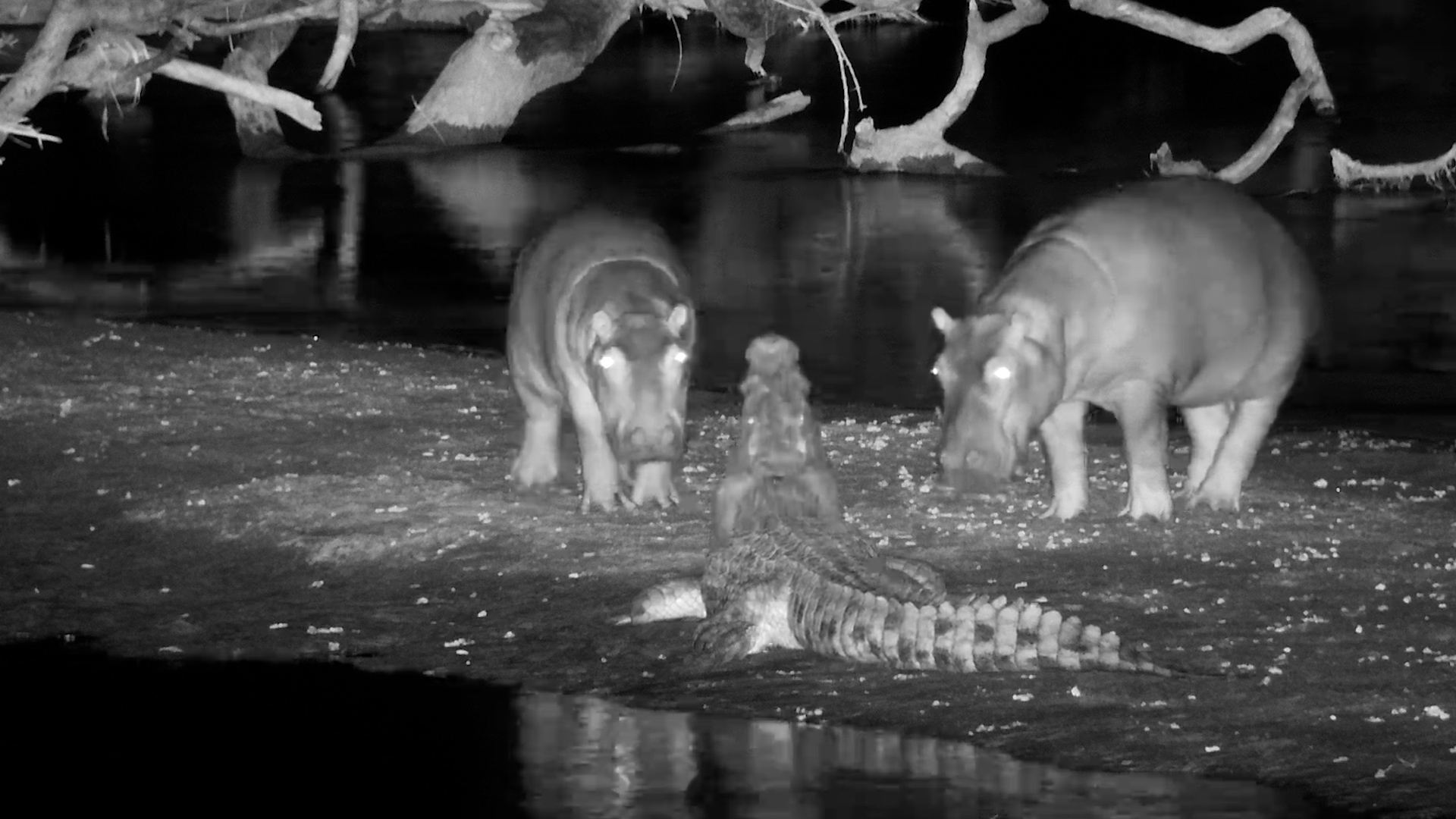 Curious Baby Hippos vs Grumpy Crocodile