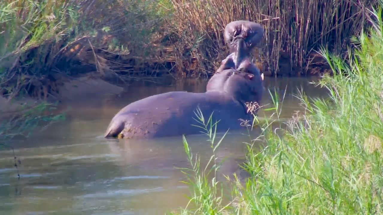 Hippo Put on a Very Messy Show