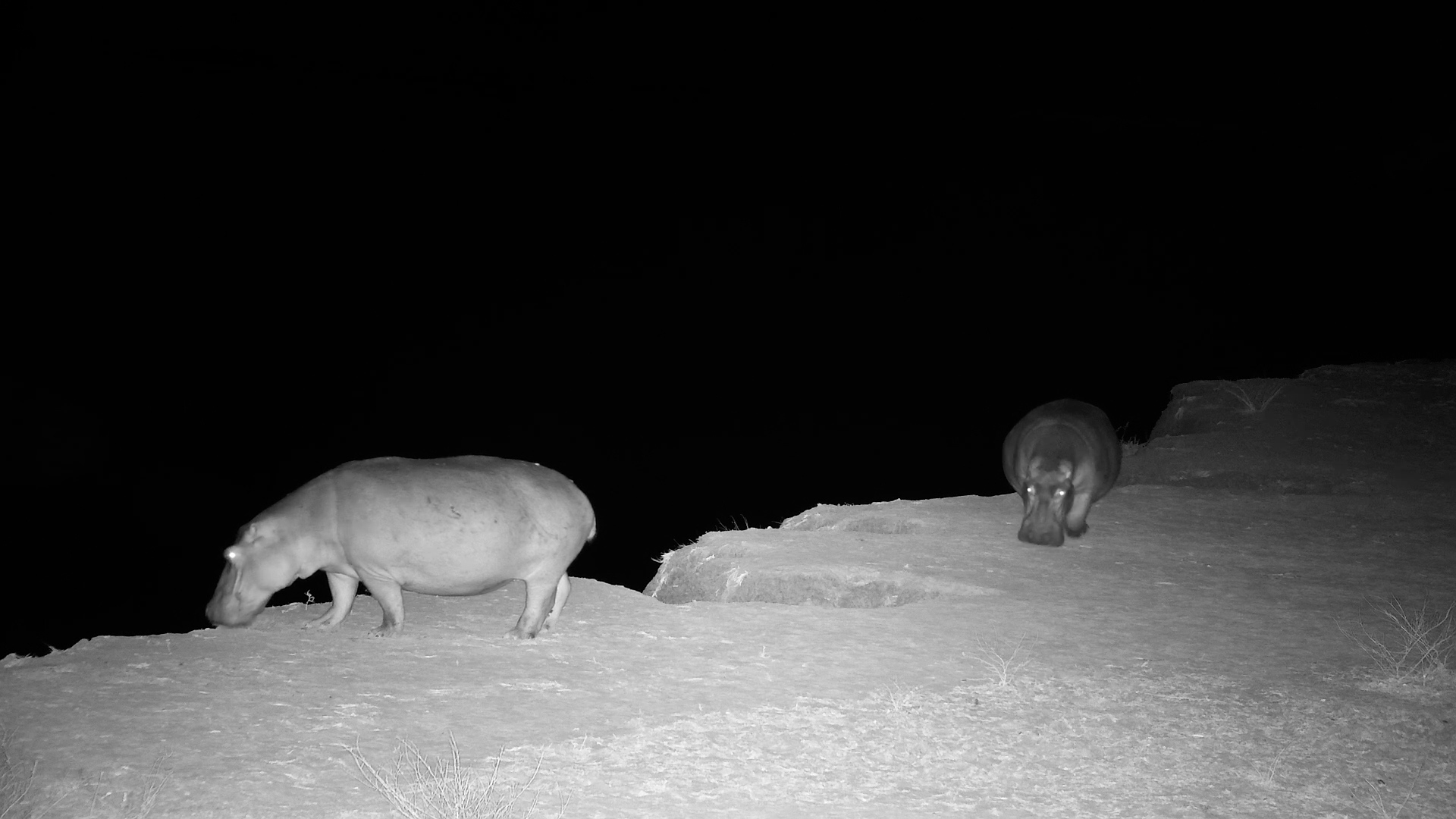 Watch How Carefully These Hippos Choose Their Path