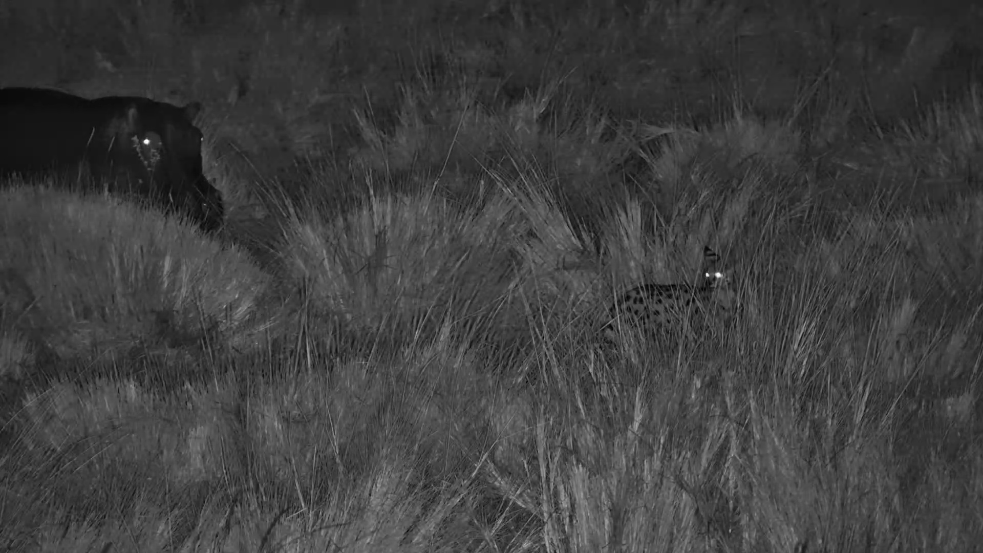 Hippos vs. Serval in the Long Grass