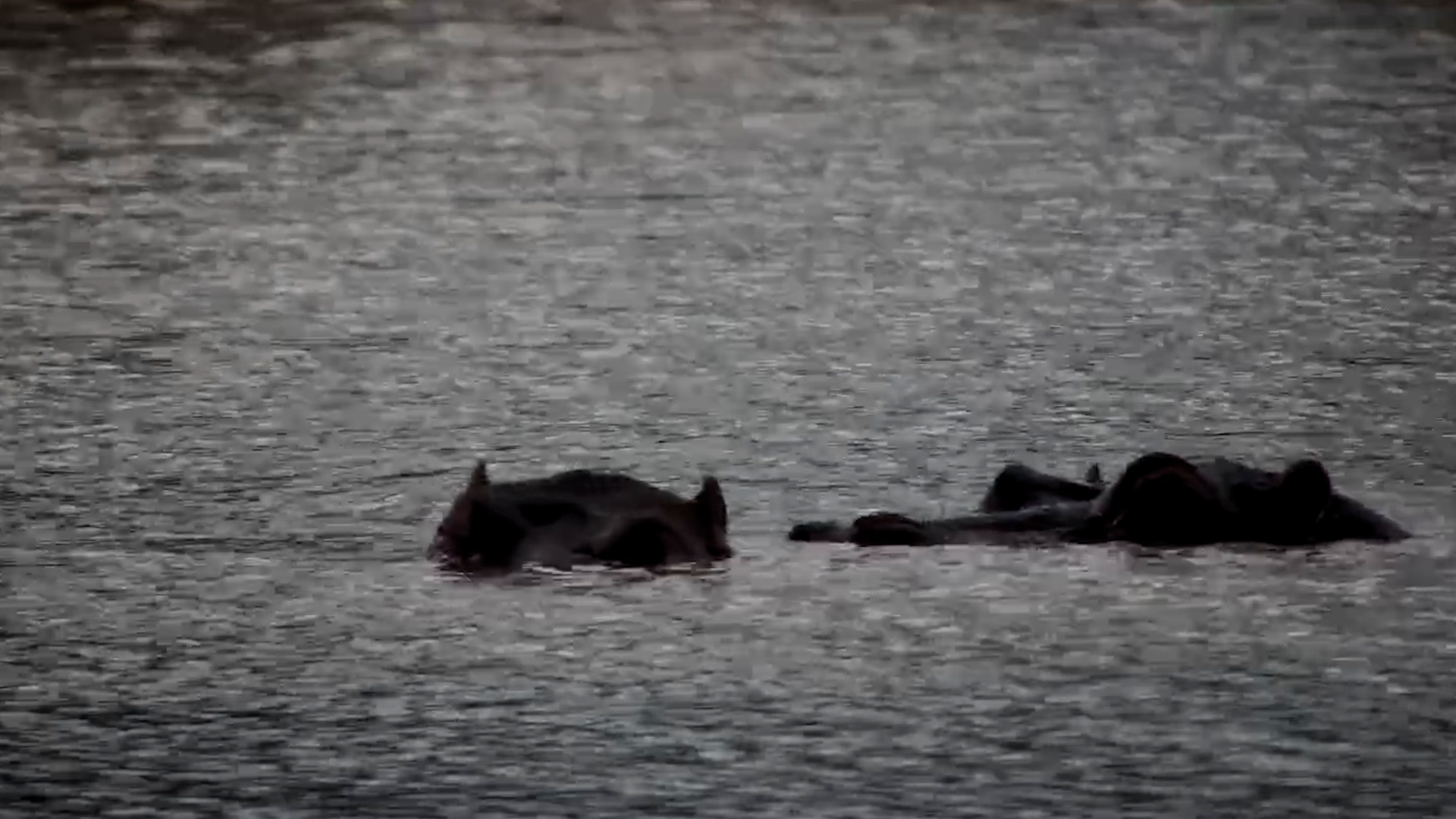 Hippos Watching From Beneath the Surface