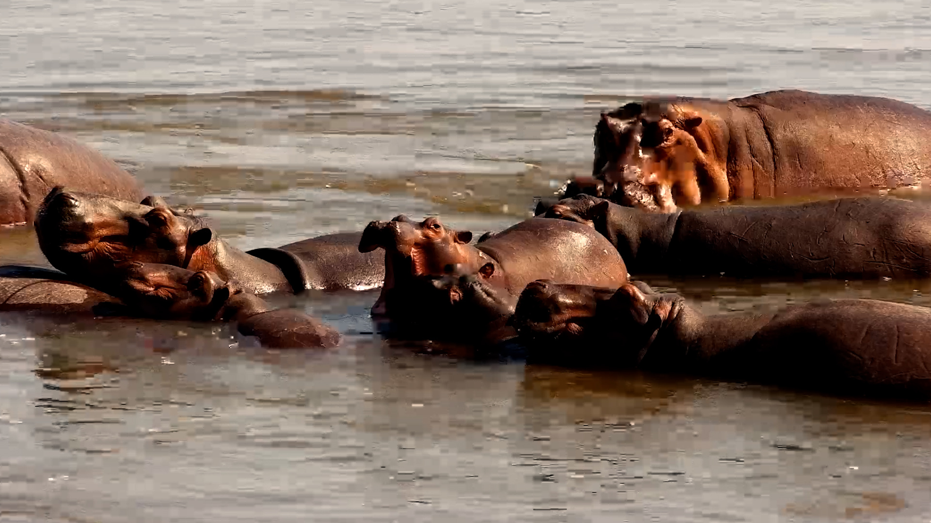 A Hippo Pod's Lazy Day in Fast Forward