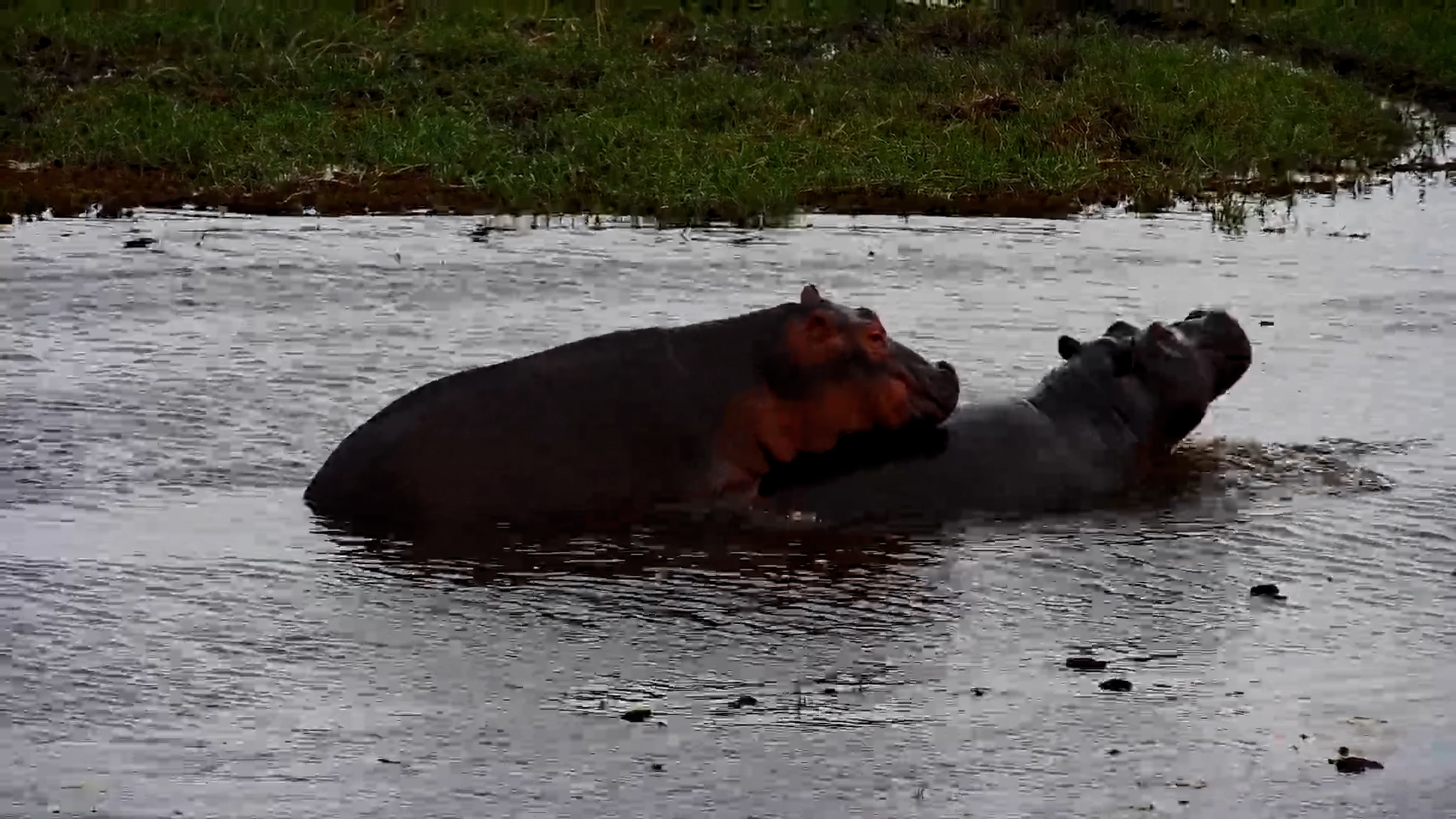 Hippo Fun and Games at Selinda’s Basin