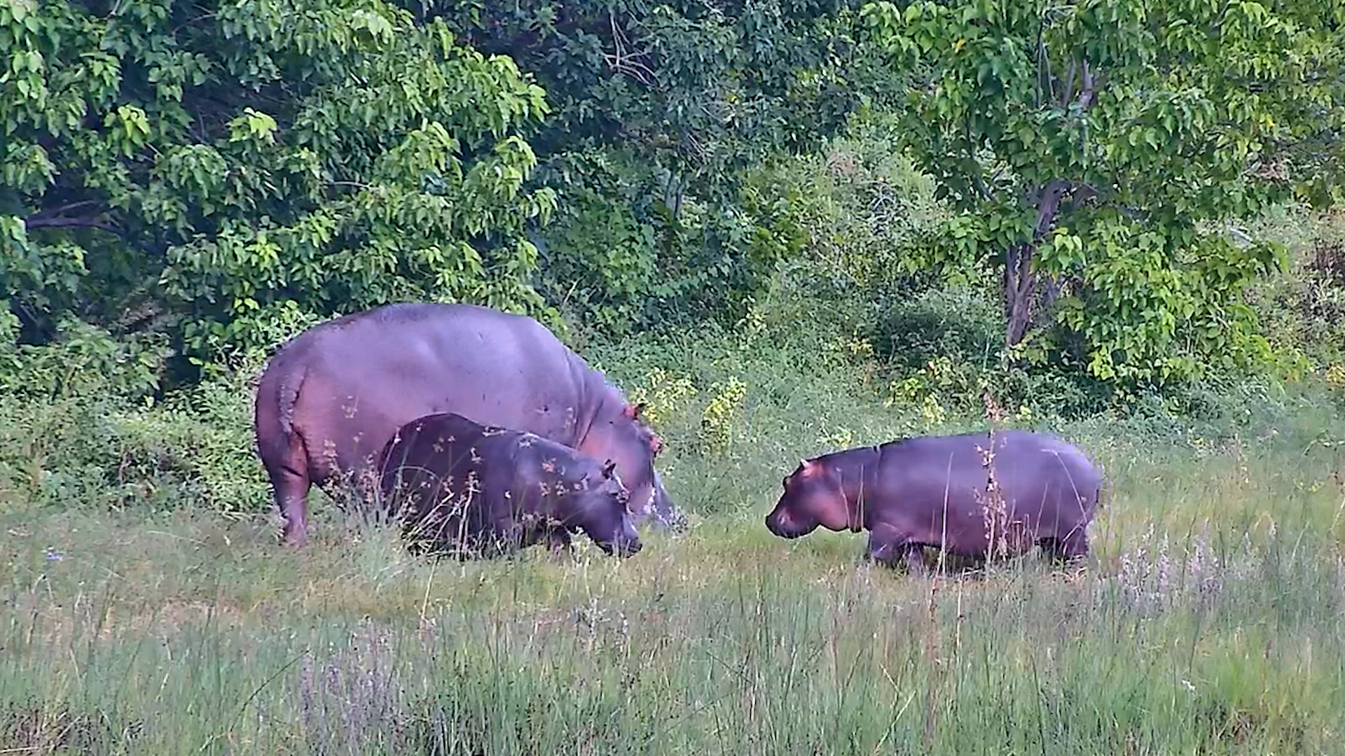 Hippos on a Lunch Mission