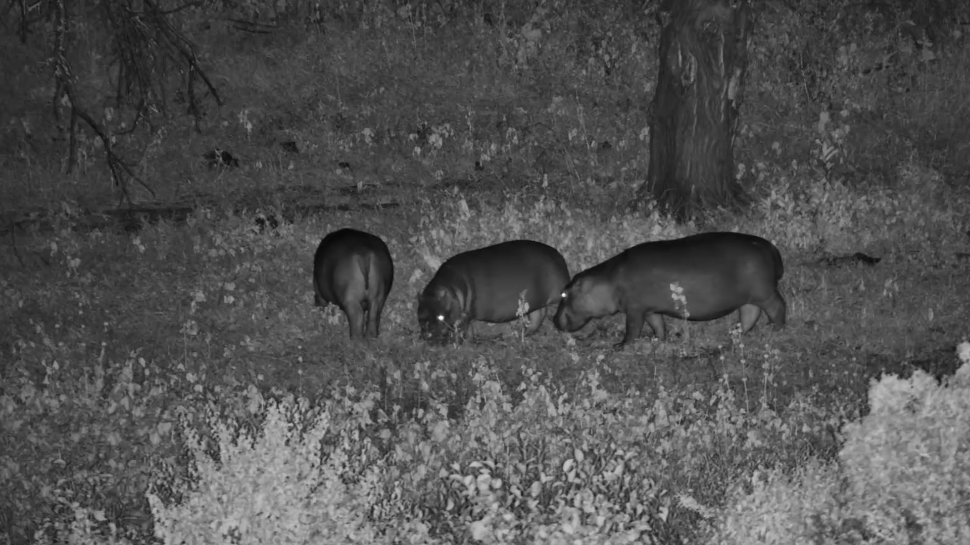 Night Grazers on the Move at Finch Hattons