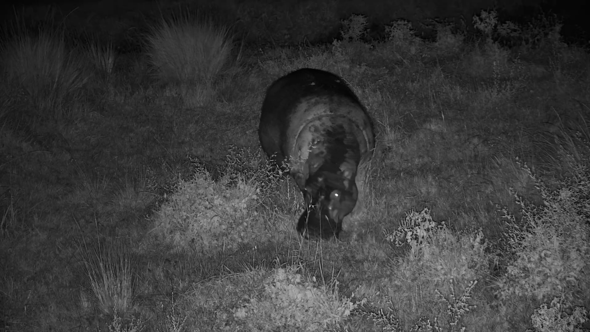 Darkness, Grass, and Heavy Chewing Sounds