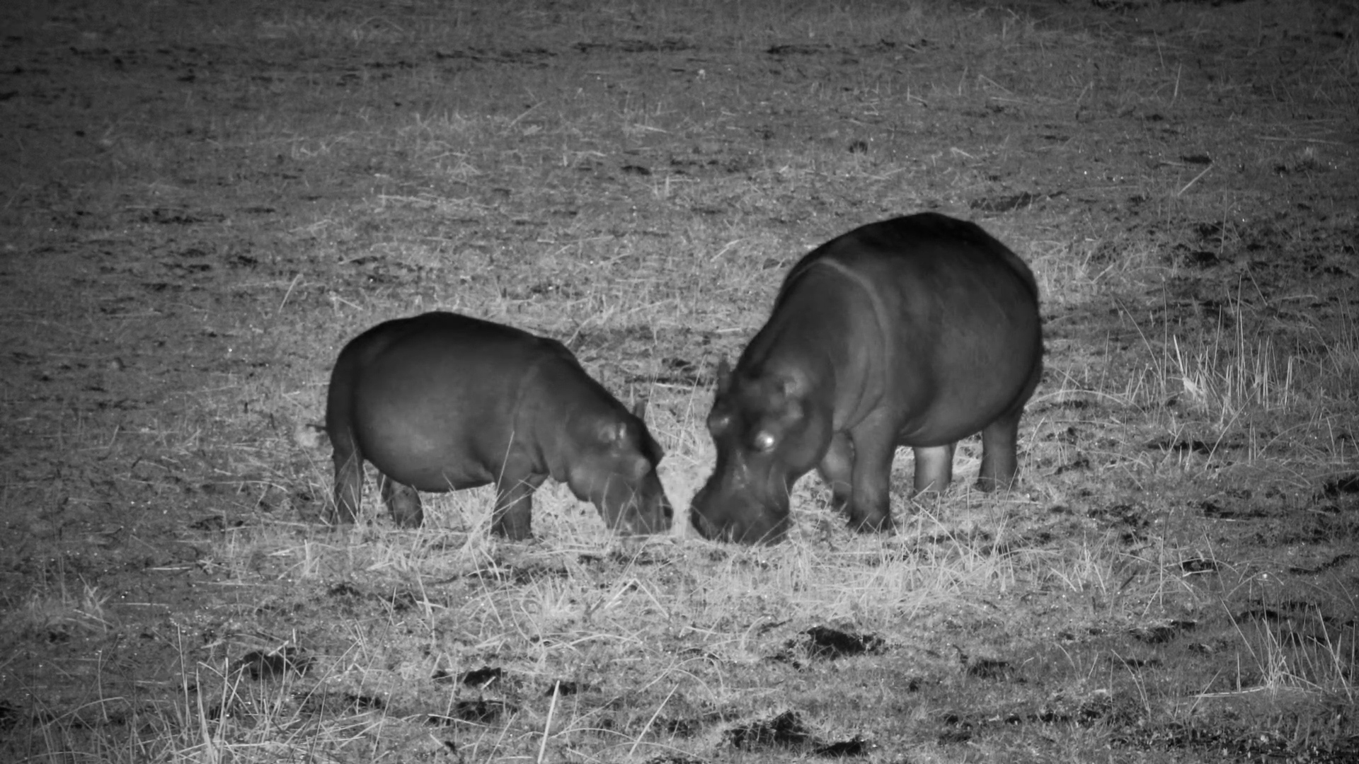 Hippos Feeding in the Dark