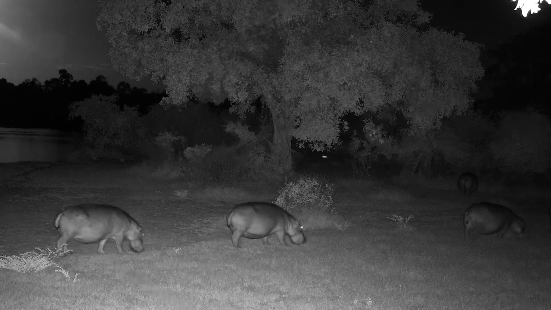 Hippos Grazing in the Moonlight
