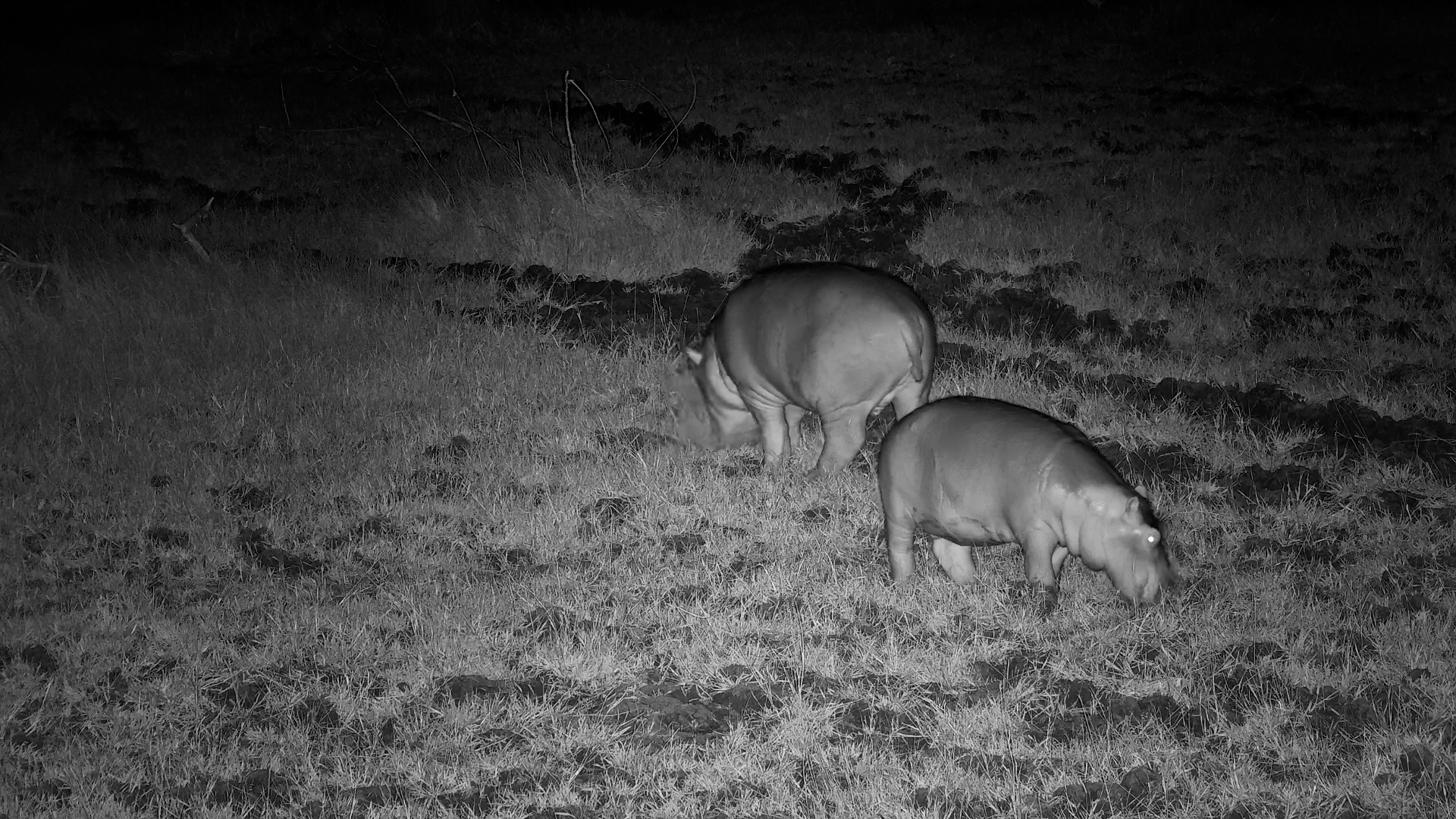 Hippos After Dark…