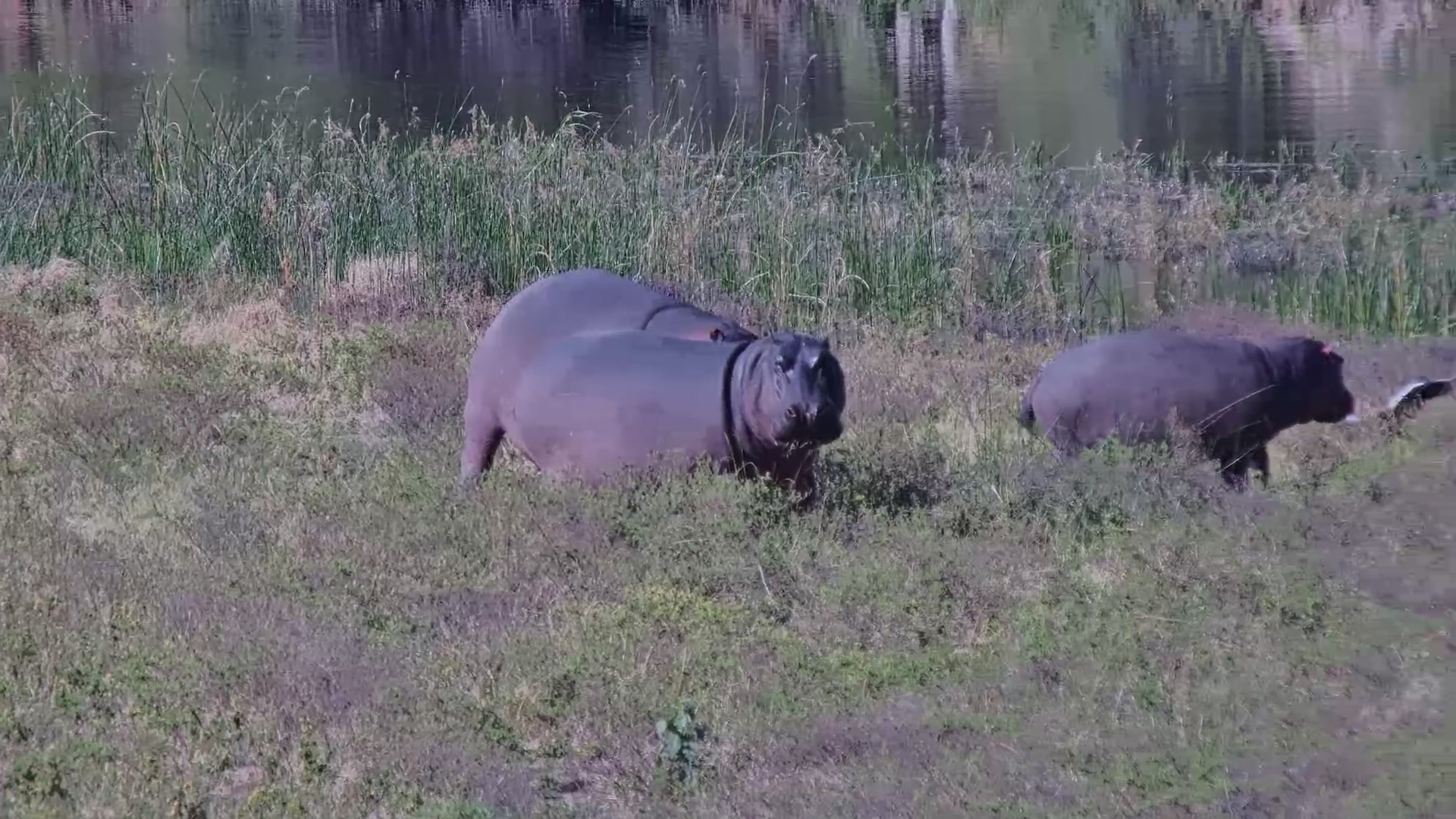 One Bird Argument Sends the Hippos Running