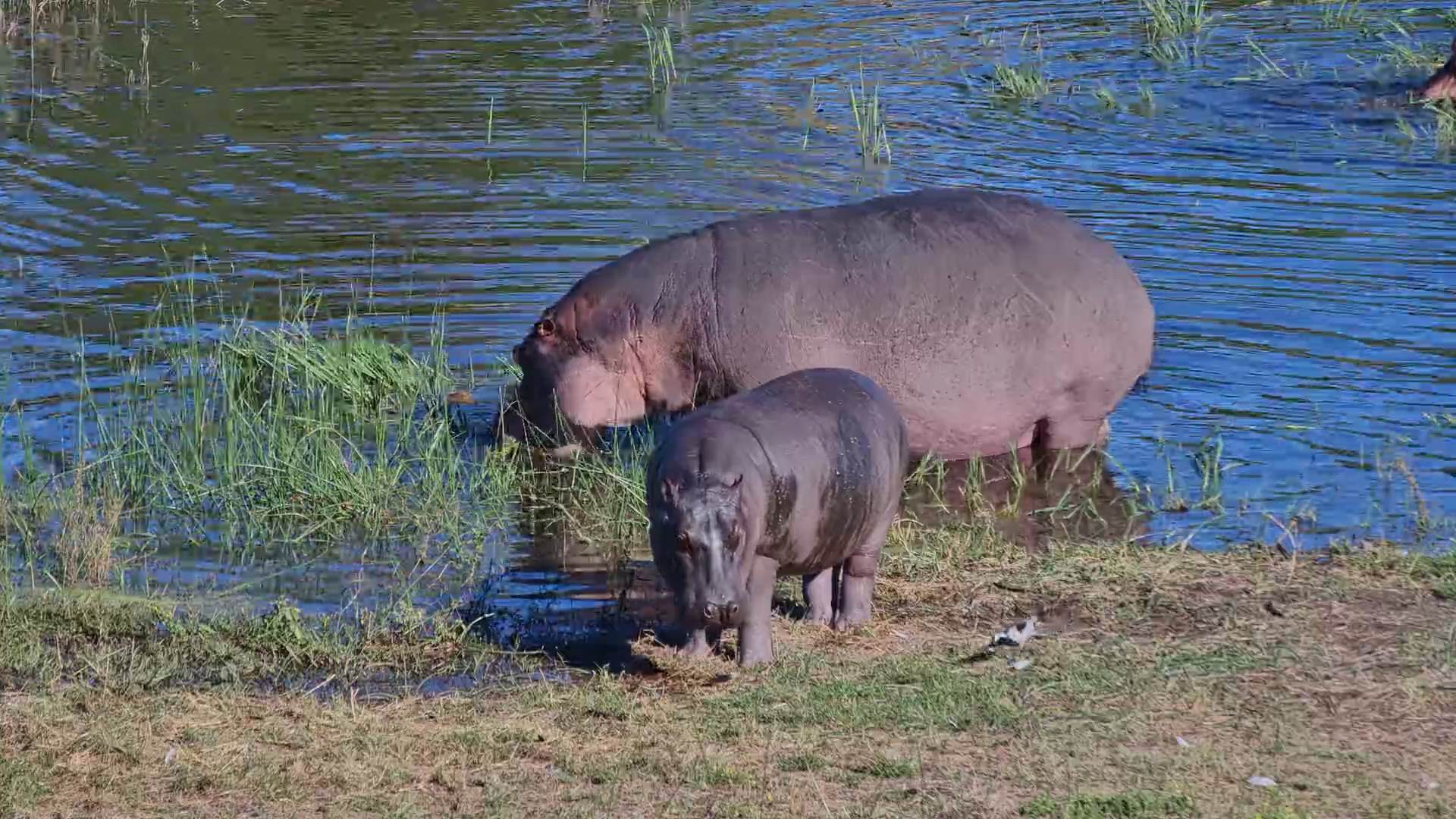 Small Hippos, Big Appetites