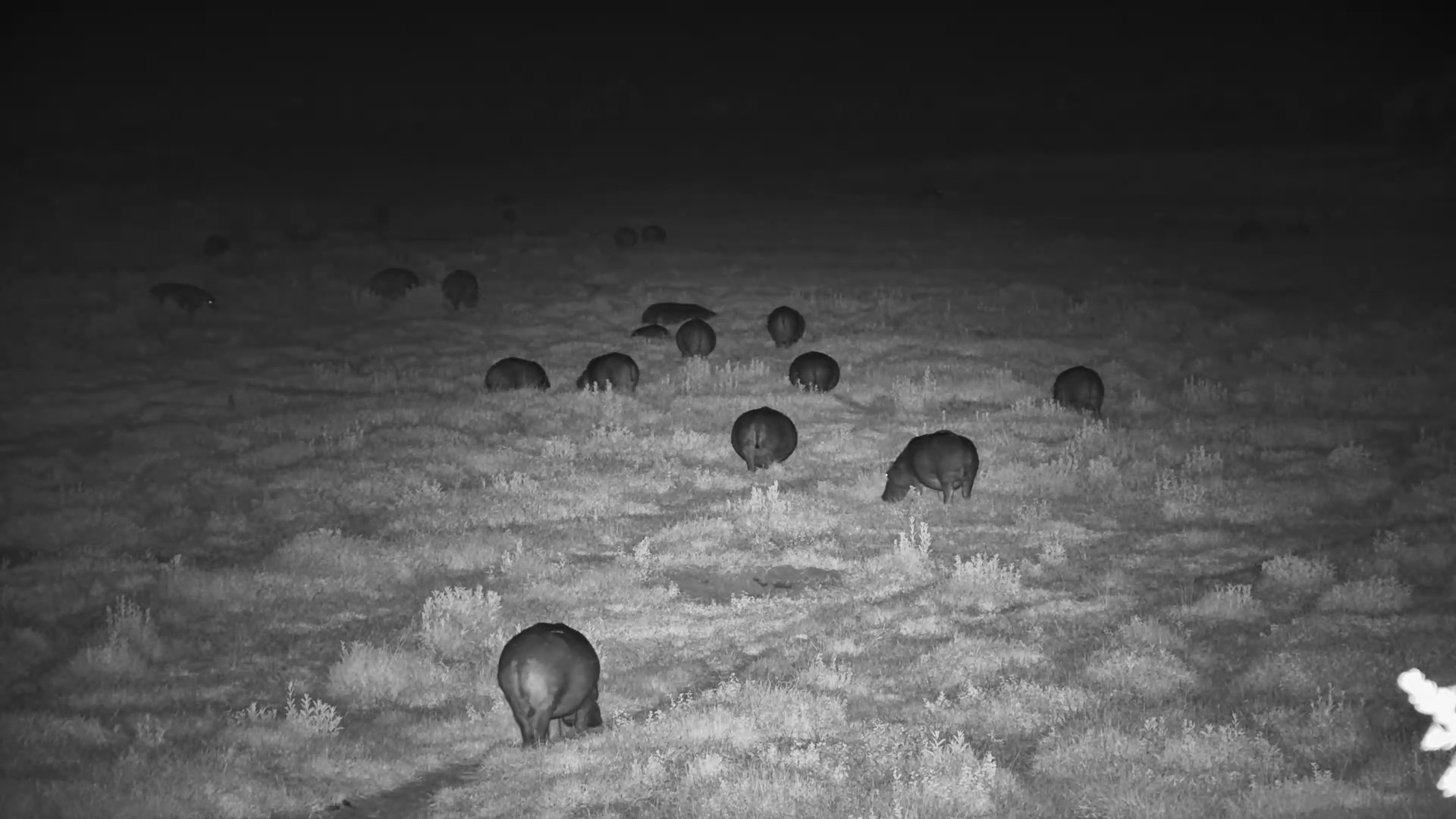 Hippo Pod Grazes Together