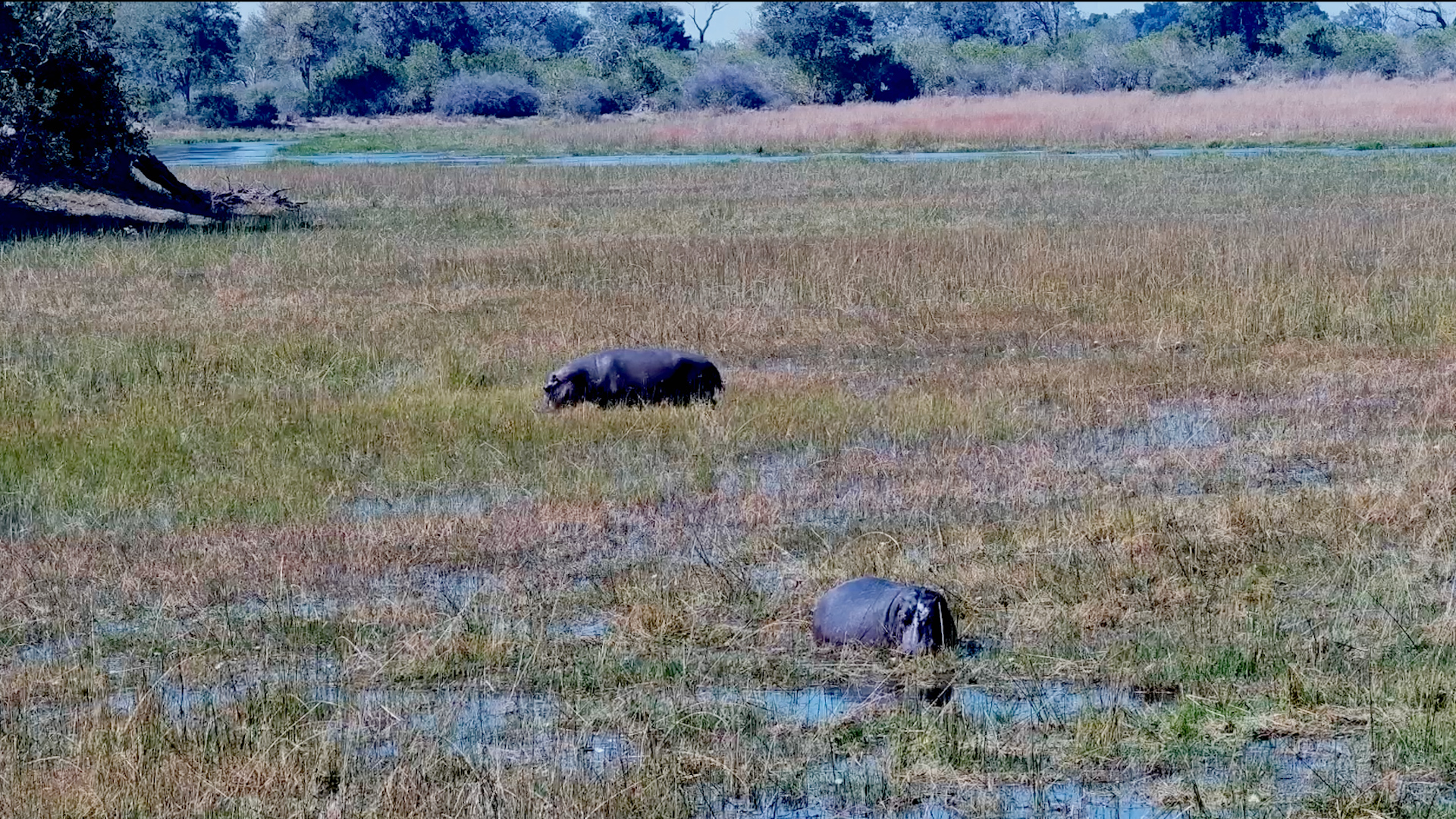 Hippos Taking It Easy