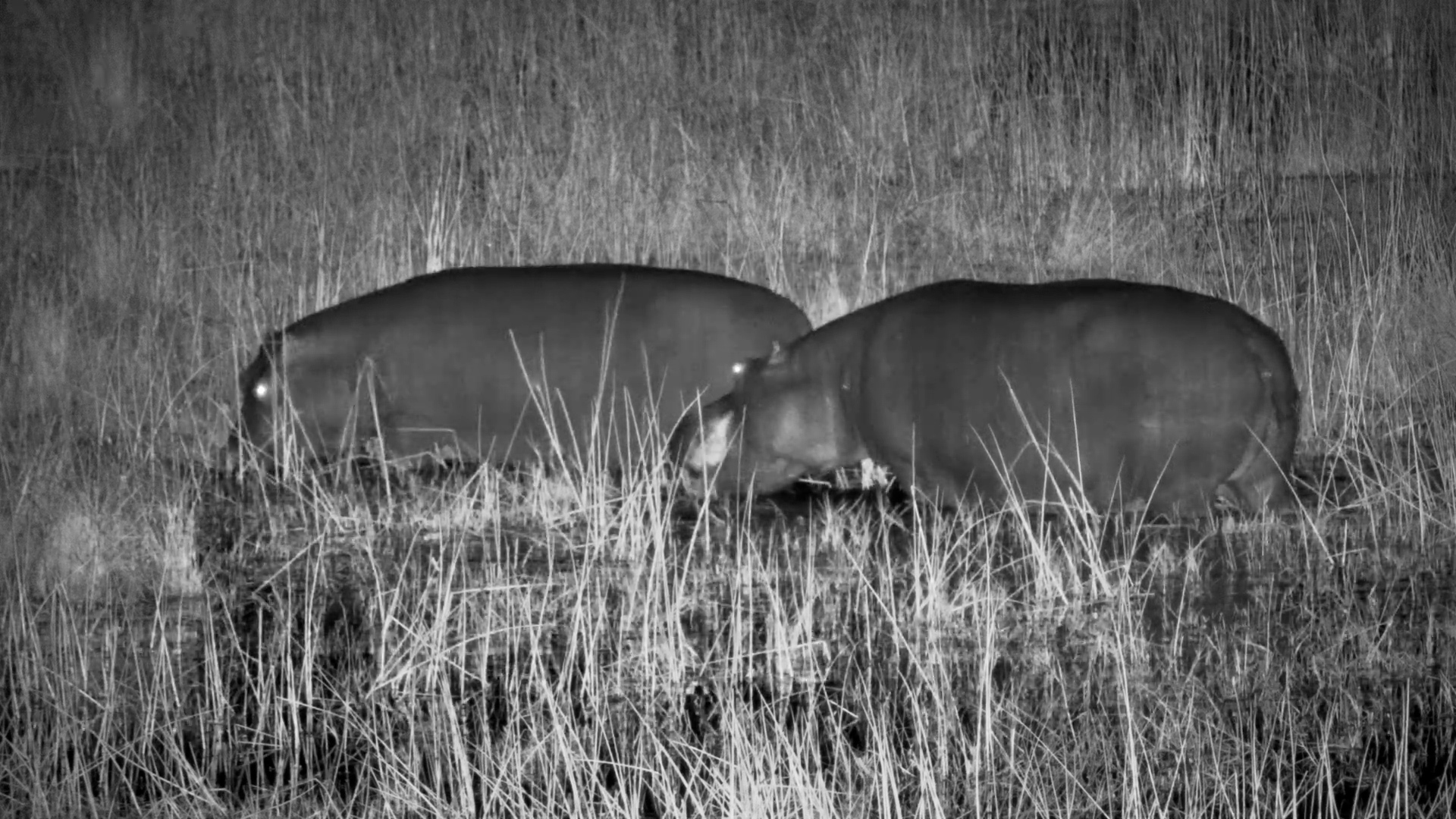 Hippos Graze While Frogs Sing Into the Night