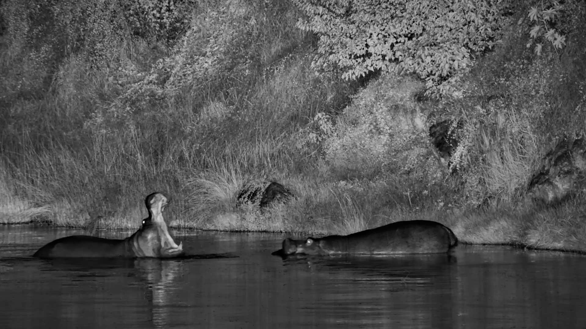 Hippos Battle Under the Moonlight