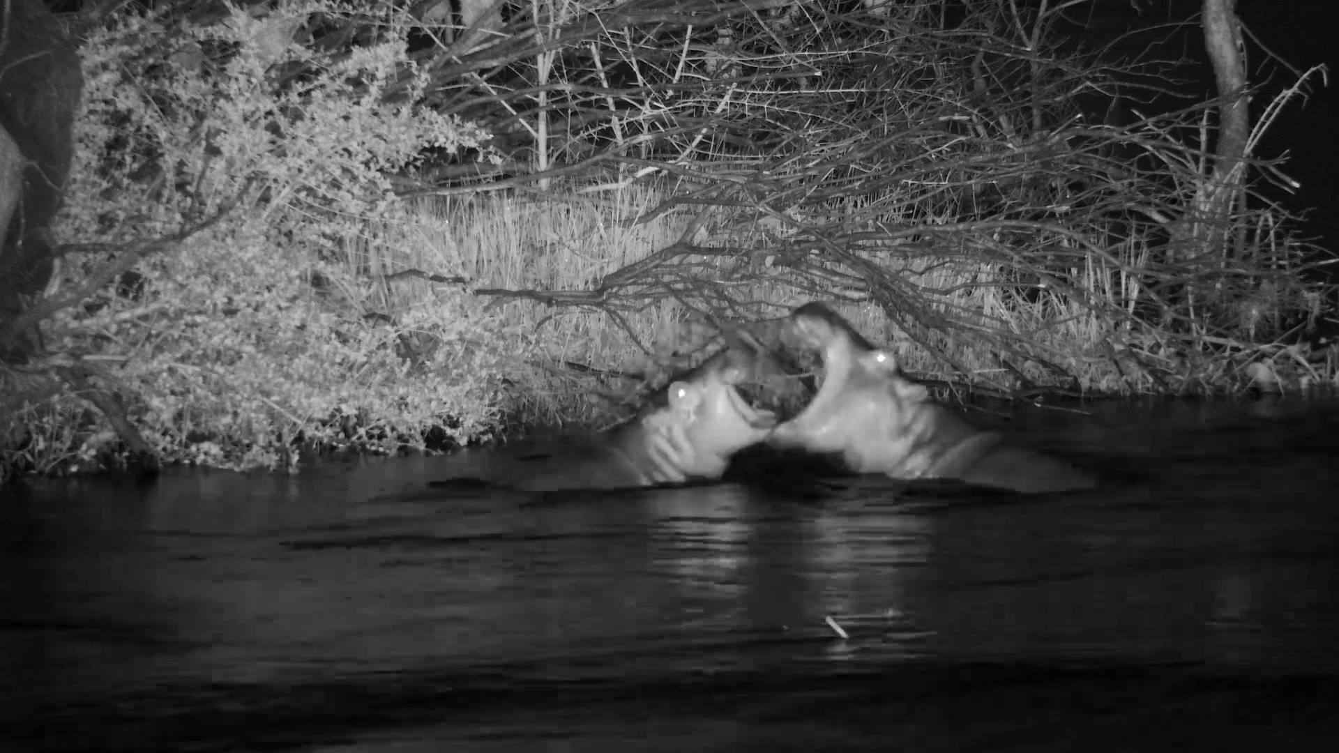 River Shenanigans at Night | Playful Hippos in Action