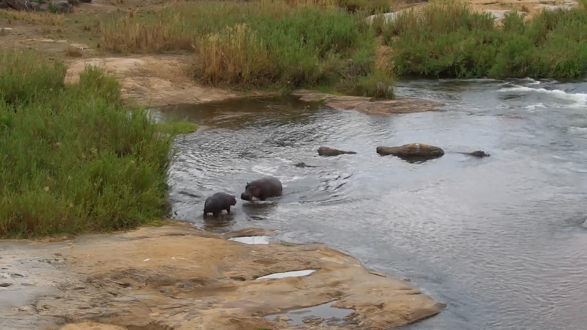 Young Hippo Tries to Enter River - Big Hippo Chases It Away!