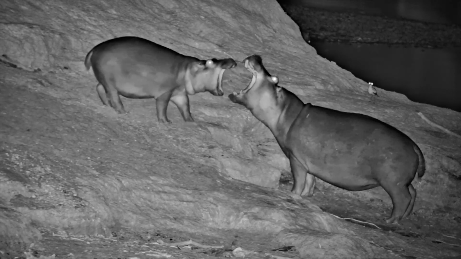 Young Hippos Being Young Hippos