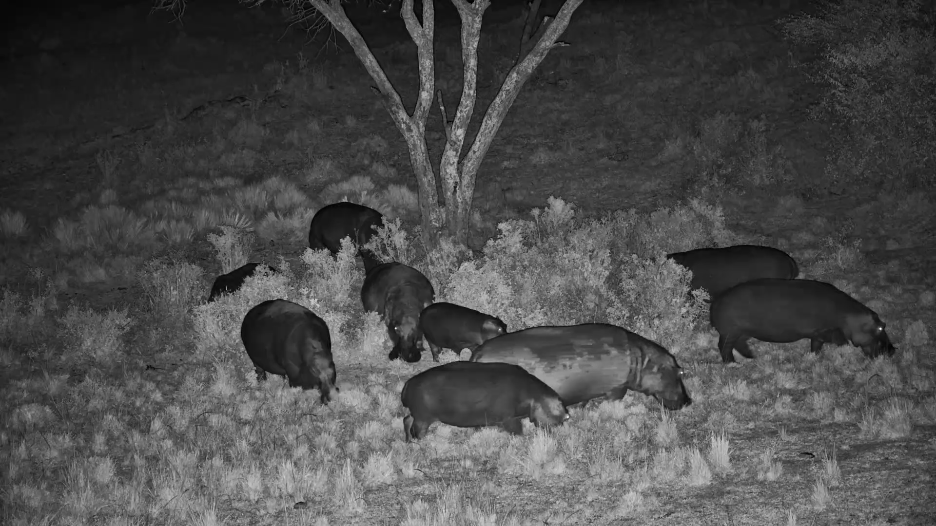 Hippo Herd on the Move!