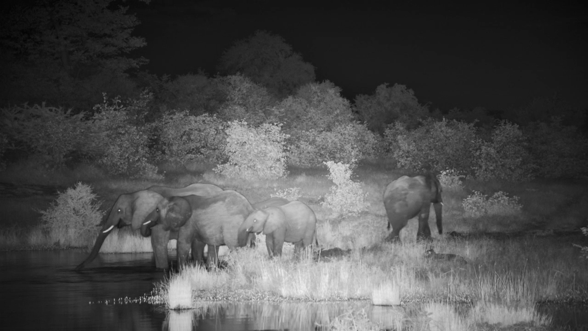 Africa After Hours: Elephants at the Water