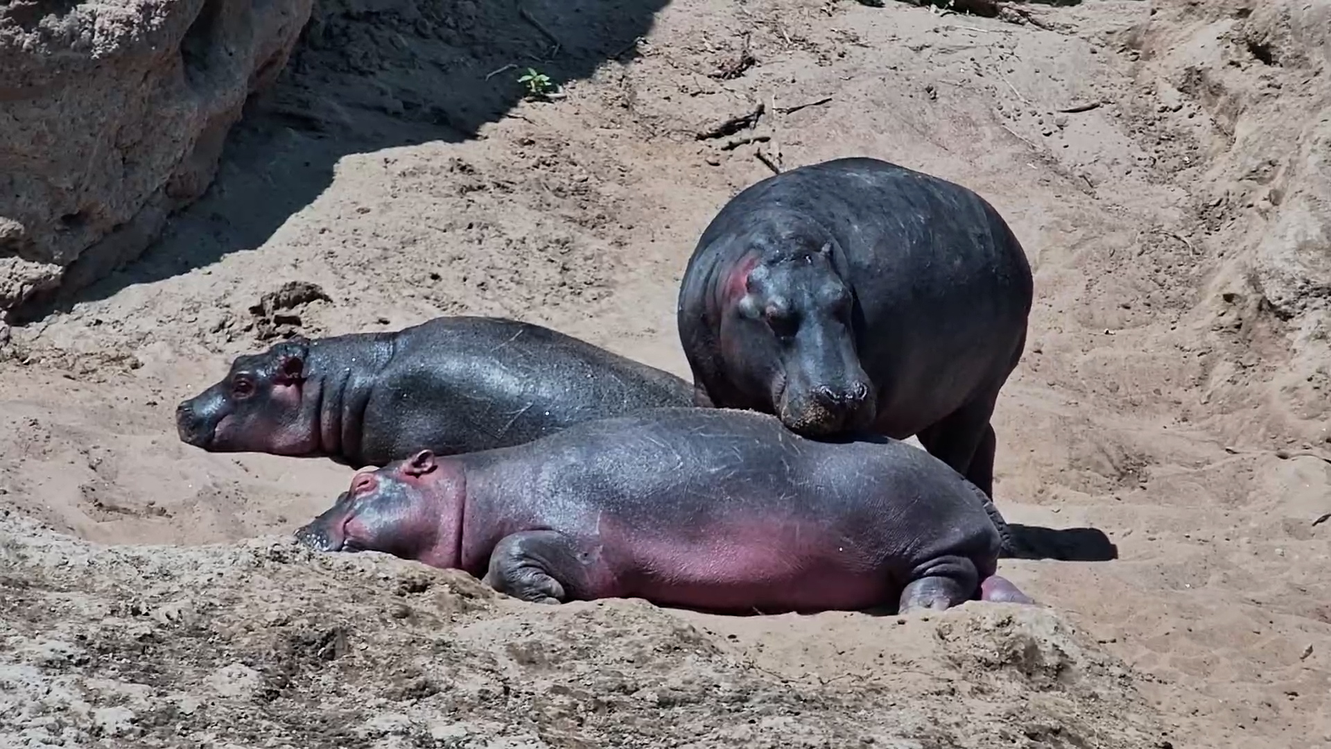 Sunbathing Time Was Over