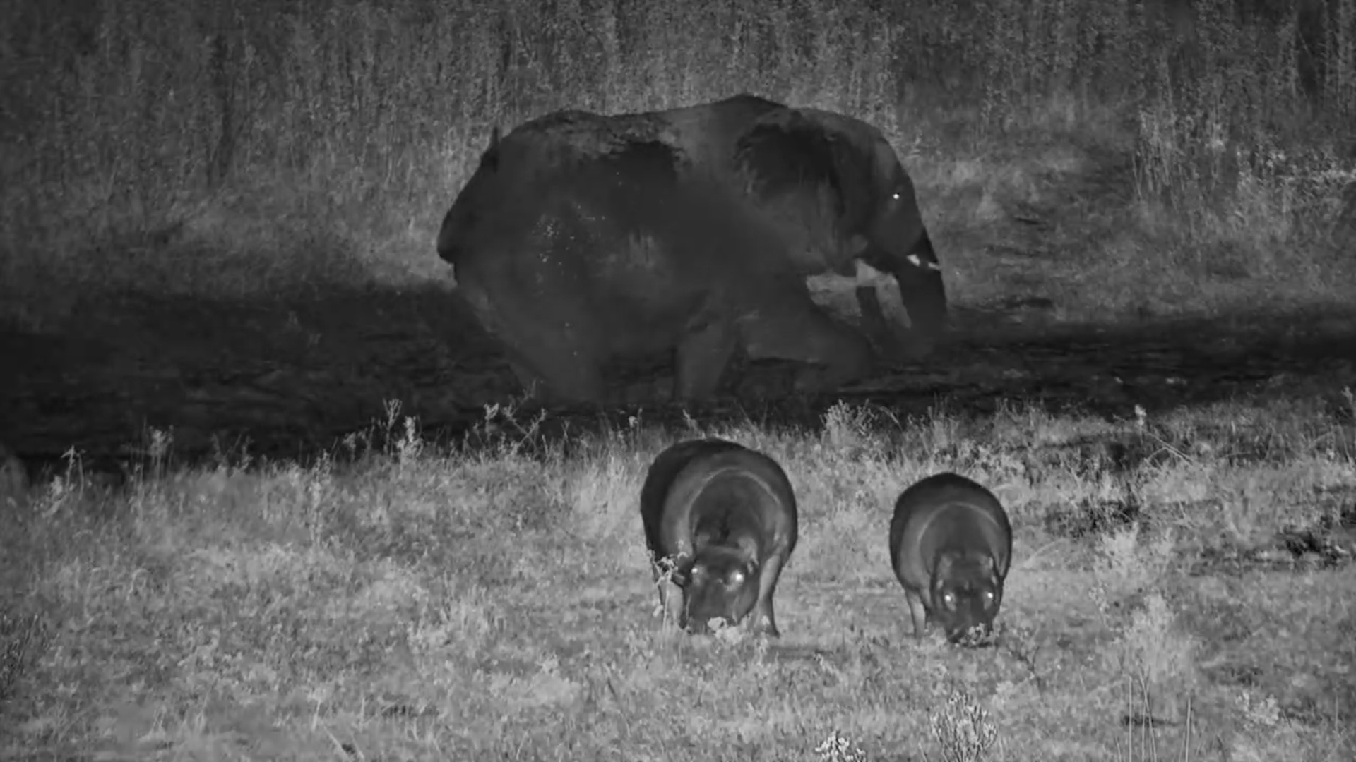 Hippos Graze While Elephants Mud Bath Nearby