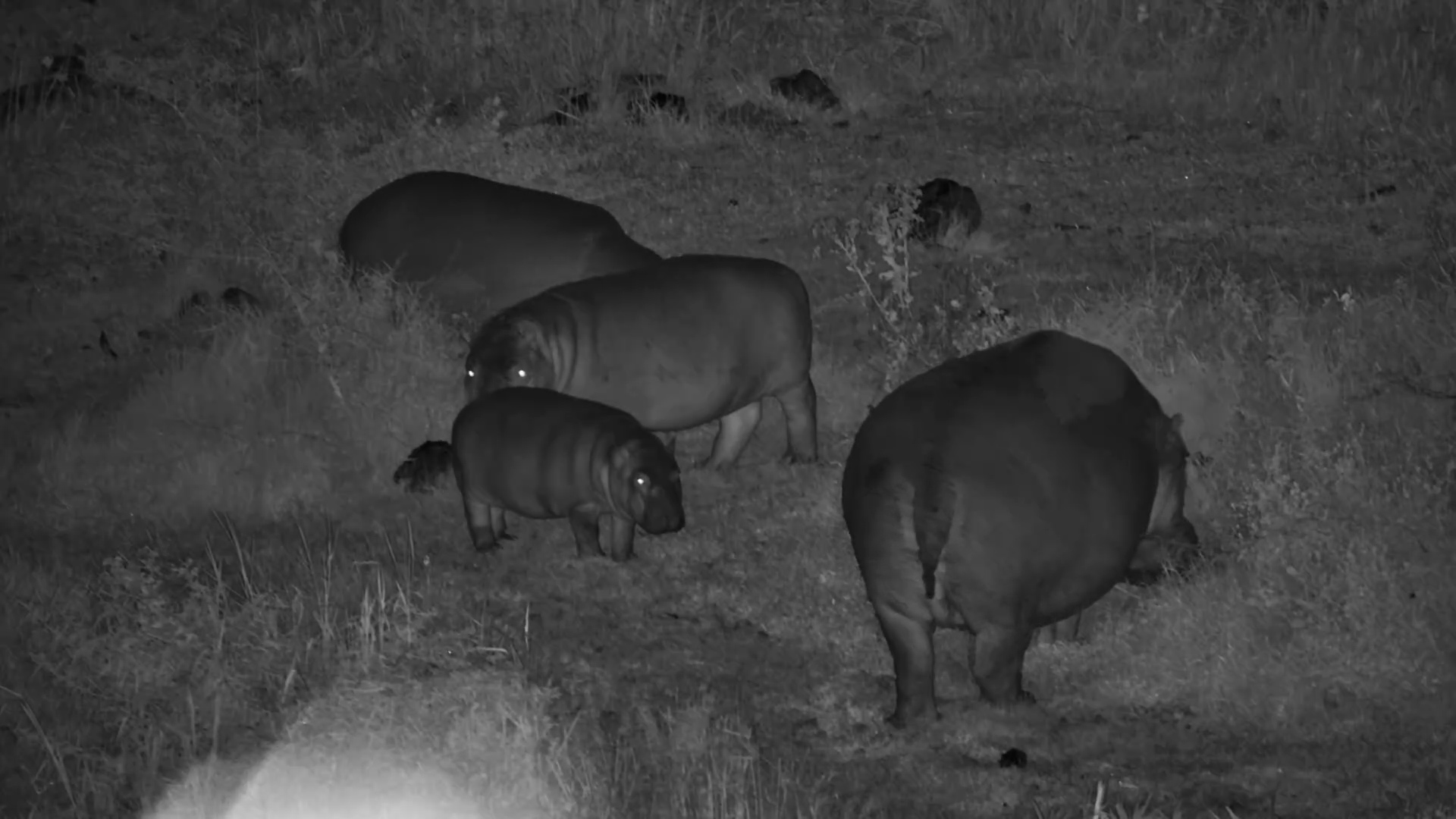 Hippo Family in the Dark