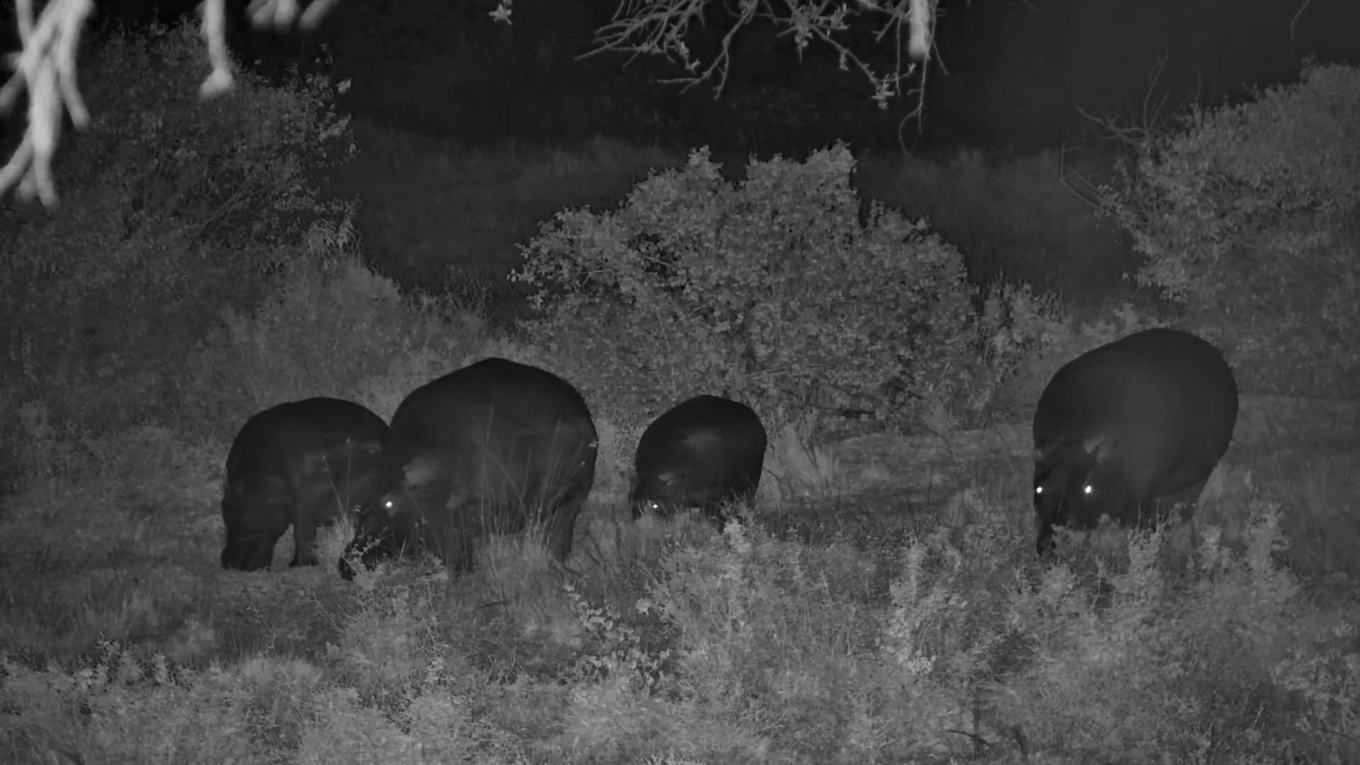 Nocturnal Safari: Hippo Family Grazes at Night