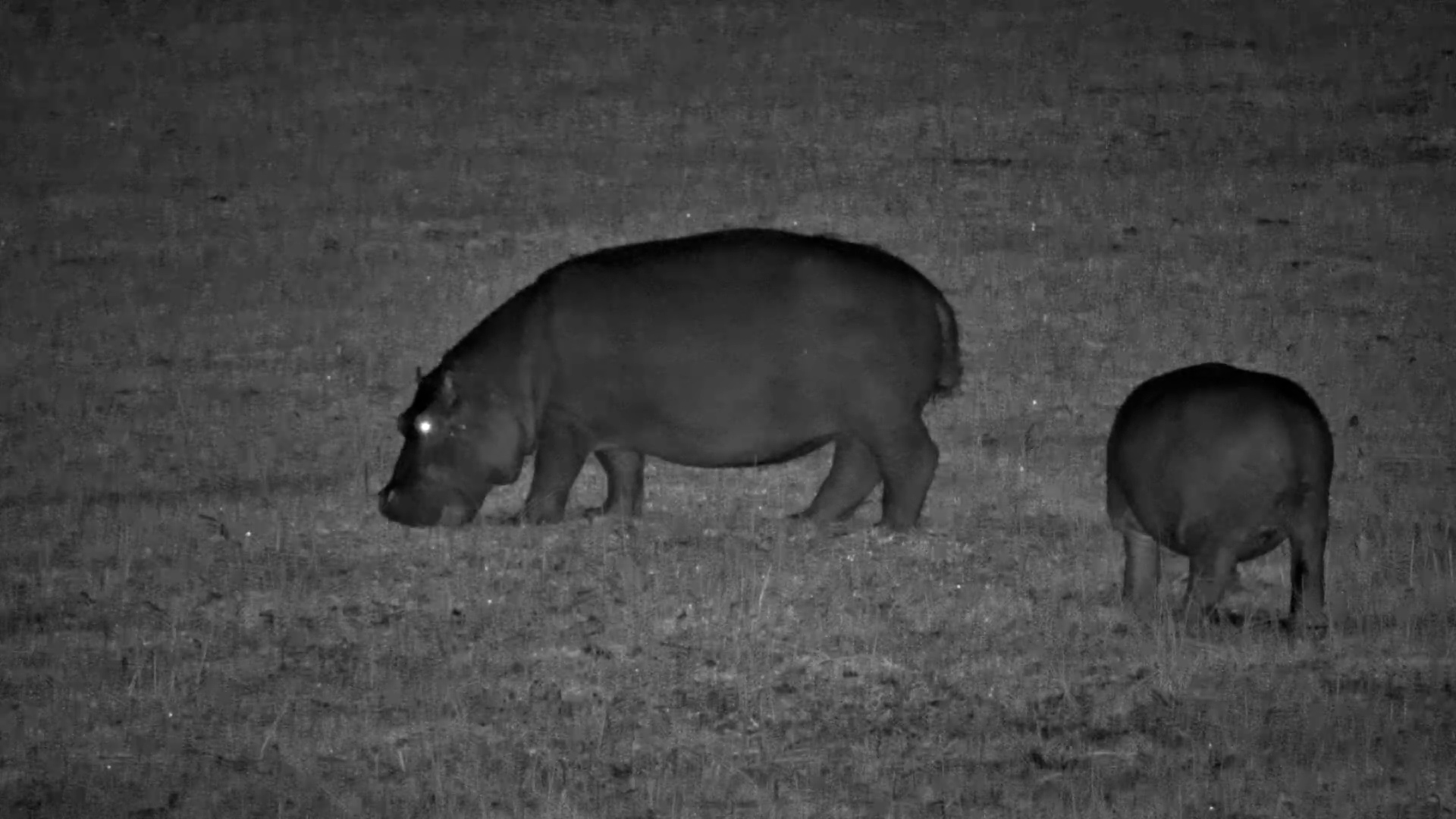 Hippos and Lechwe Share a Calm Moment at The Basin