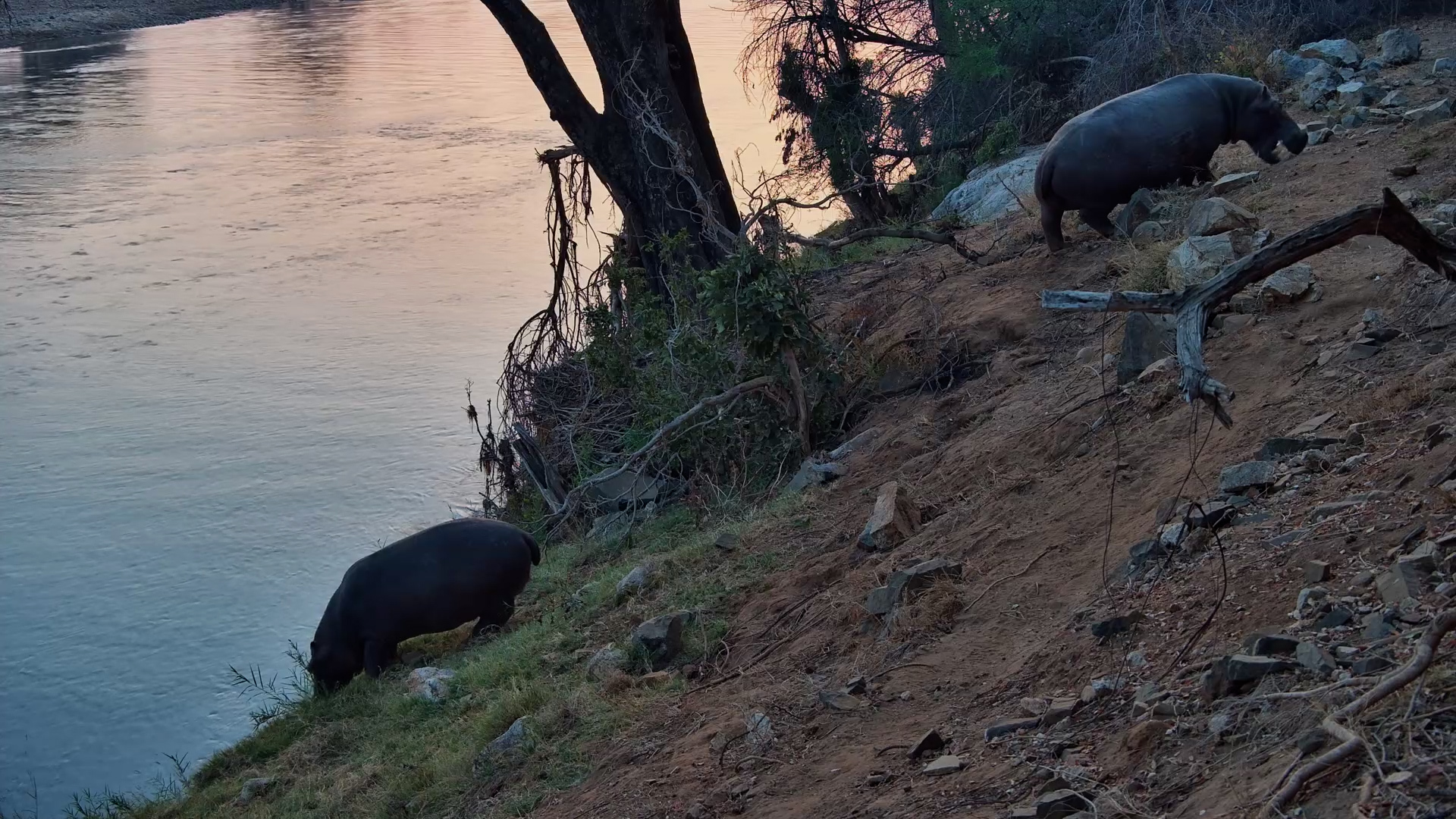 Hippos on the Morning Shift