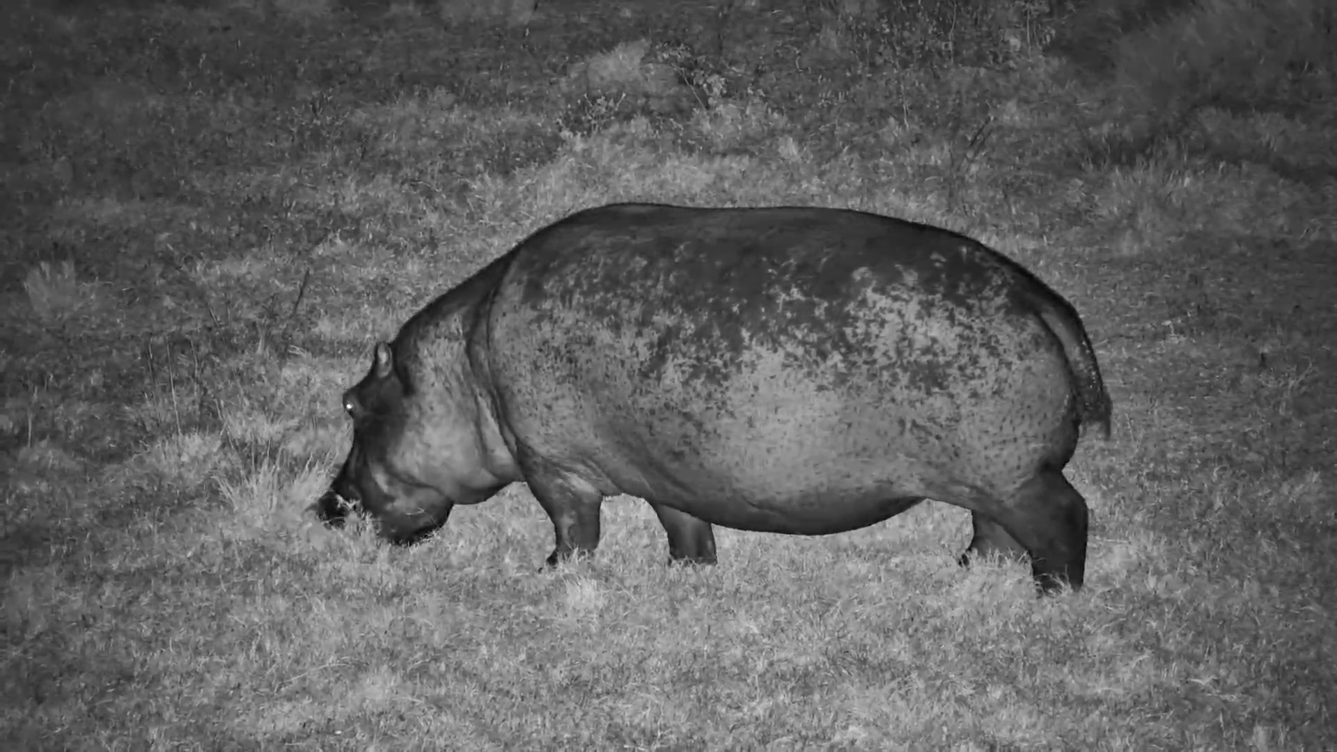 Midnight Munch: Hippos Grazing in the Mara