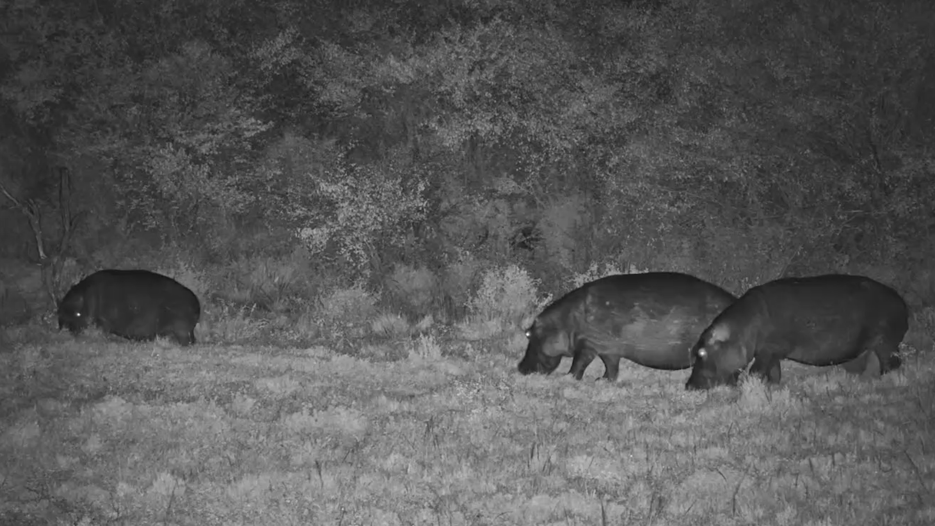 Midnight Grazers | Hippos at Mahali Mzuri