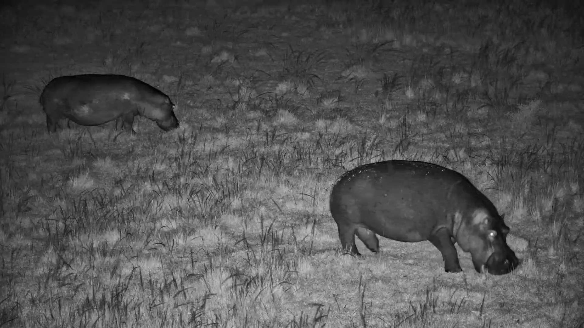 Hippos Grazing Under Flying Bats