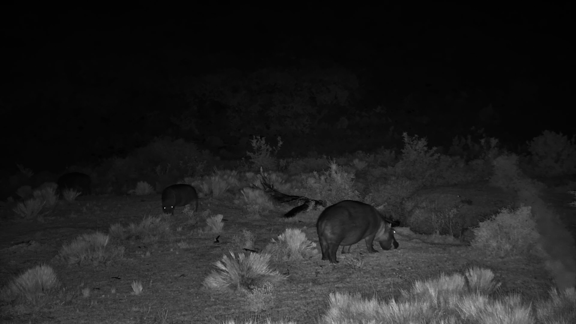 Thunder, Lightning & Giants