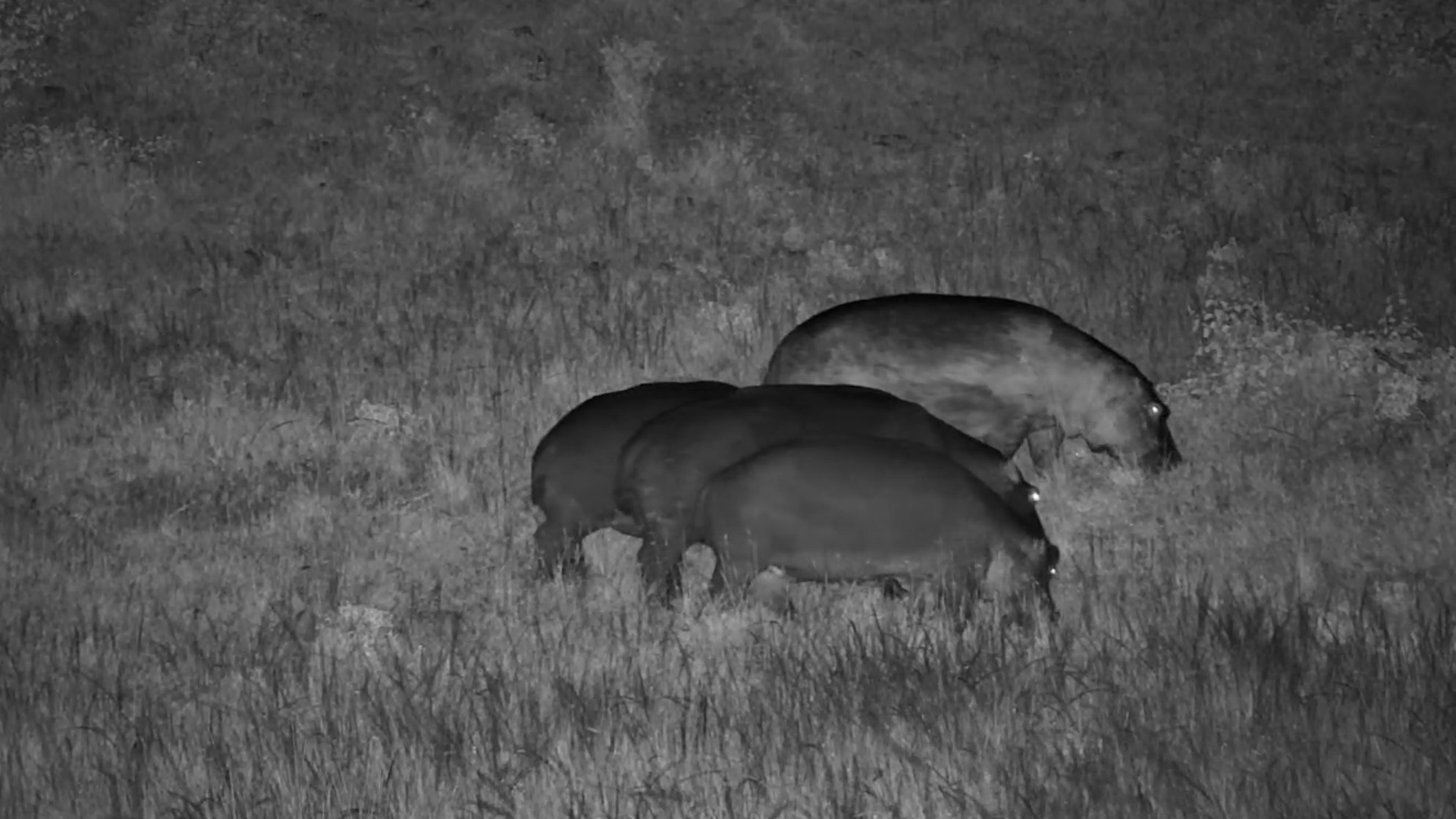 When Hippos Go Out to Eat