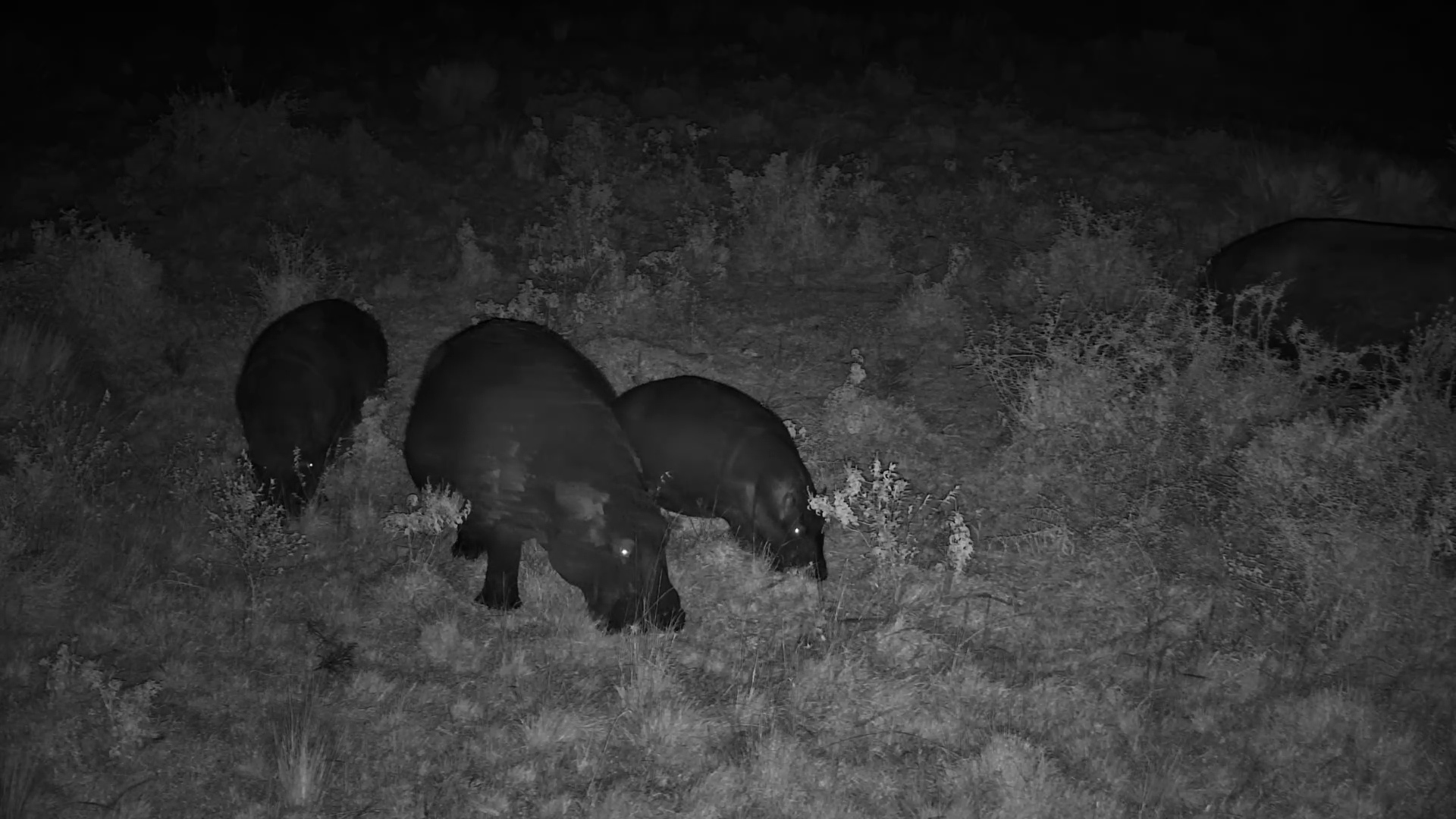 Hippo Pod Grazes Peacefully Under the African Moon