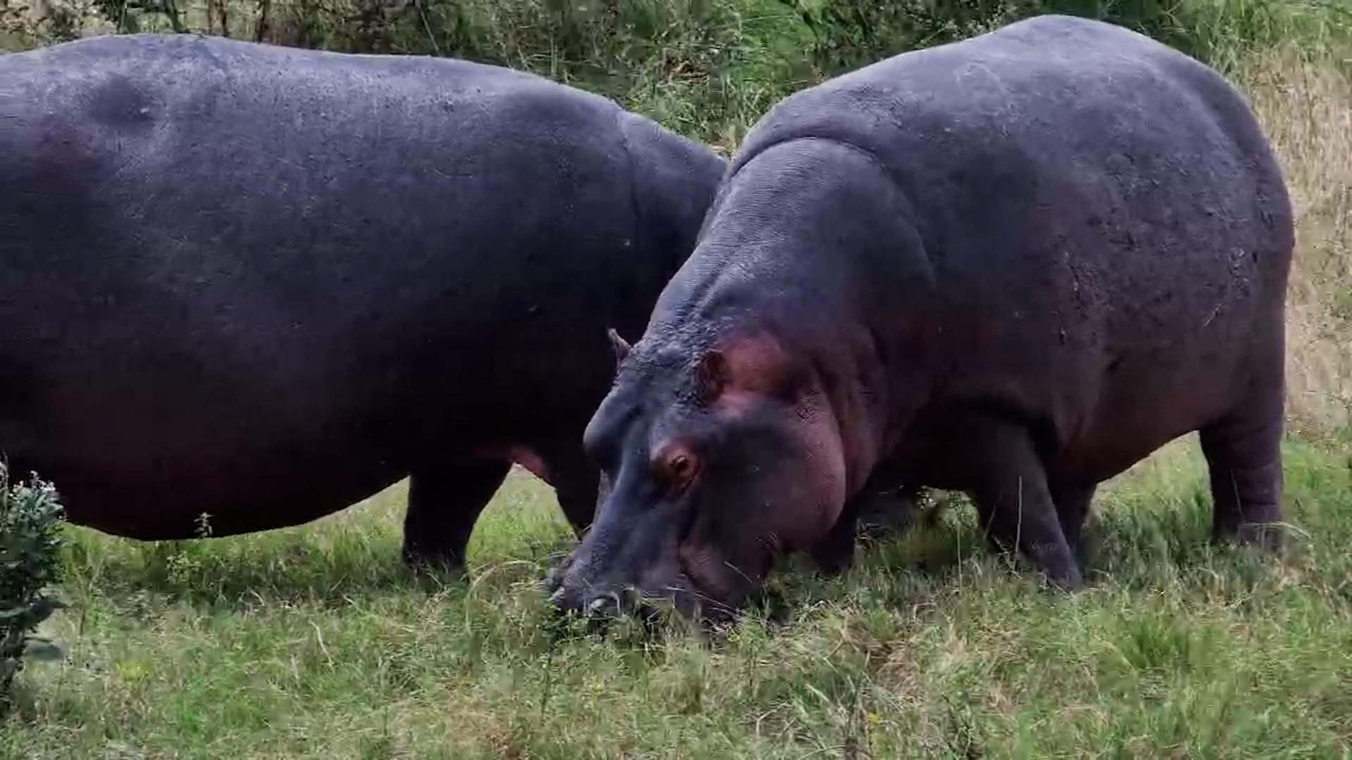 Hippos Out Grazing in the Open
