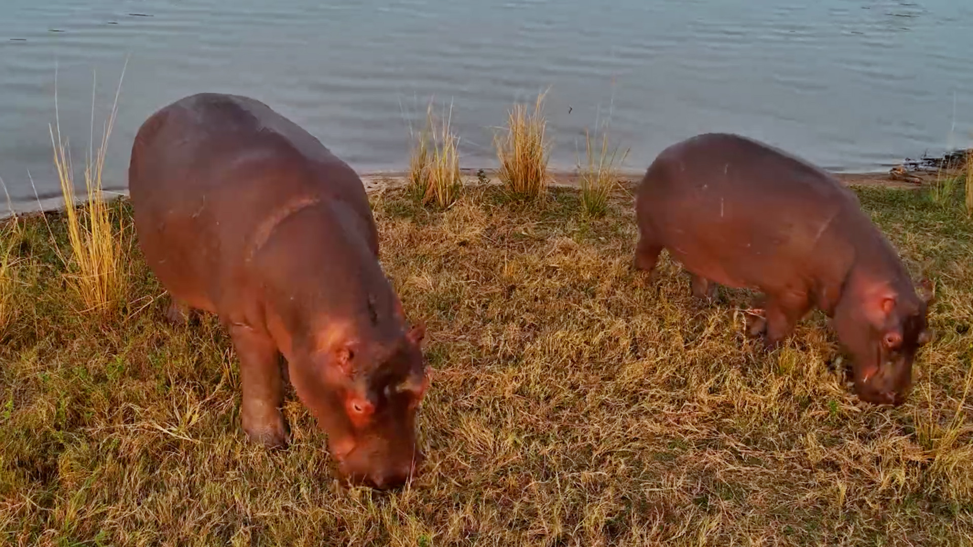 Something Sent These Hippos Running