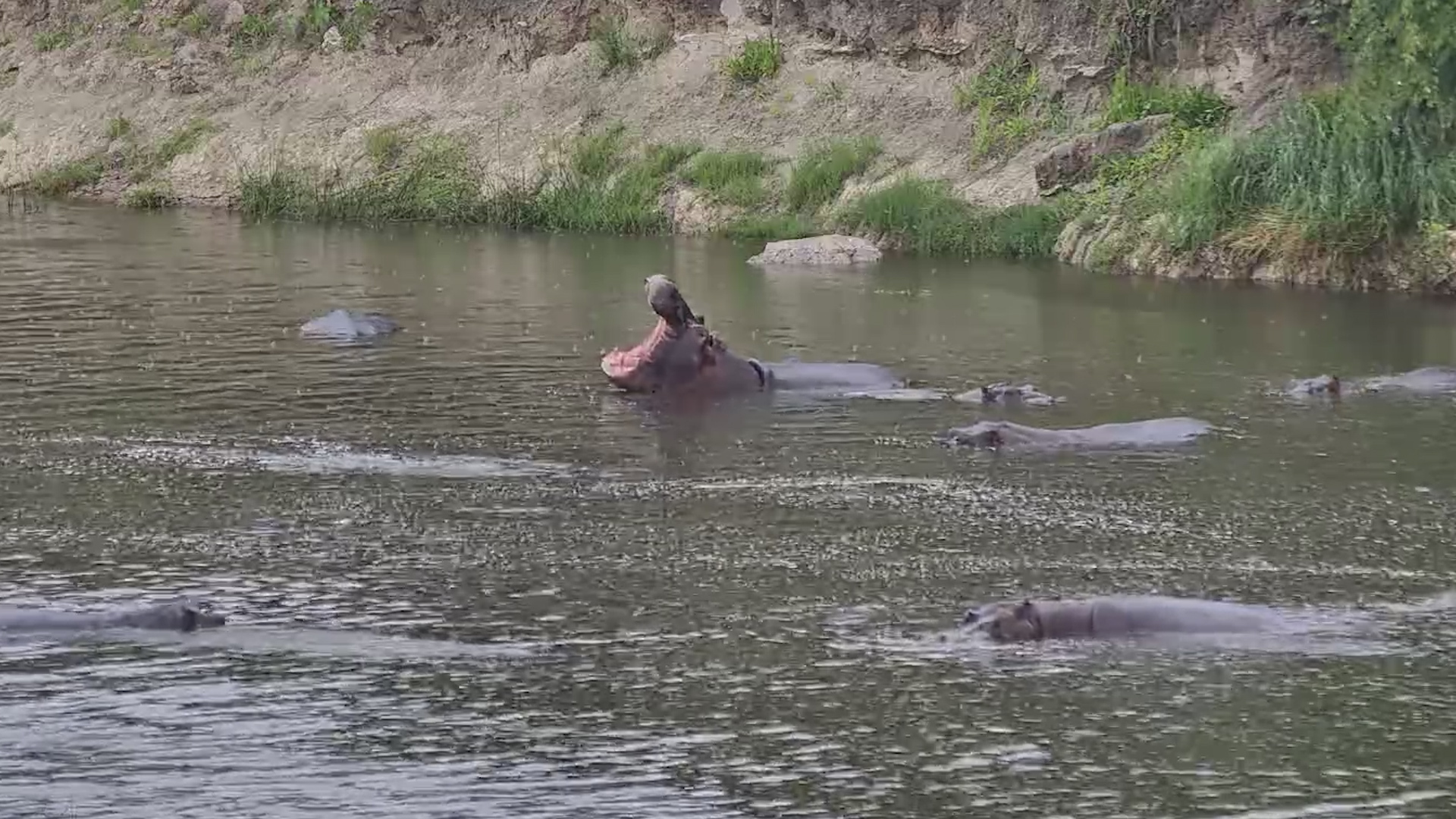 Hippos Celebrate the Rain at Camelthorn