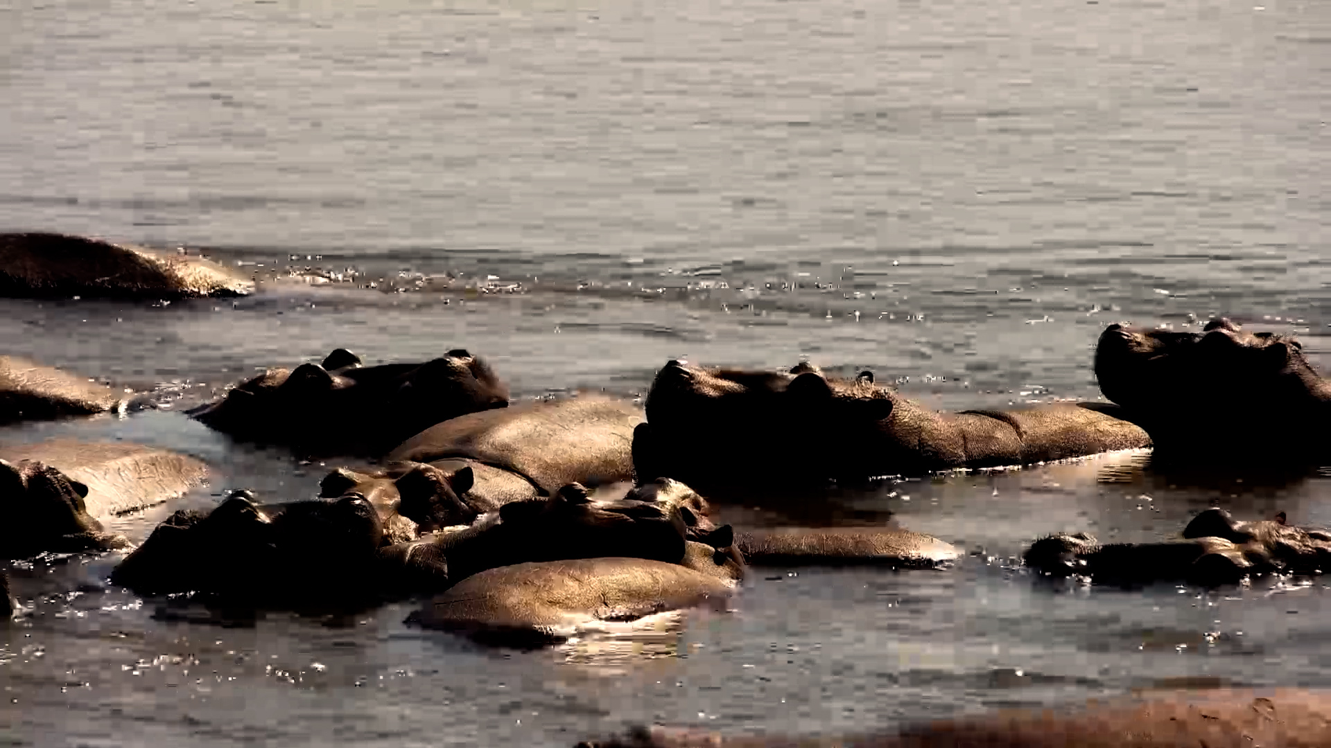 A Big Hippo Pod Relaxes in the Zambezi