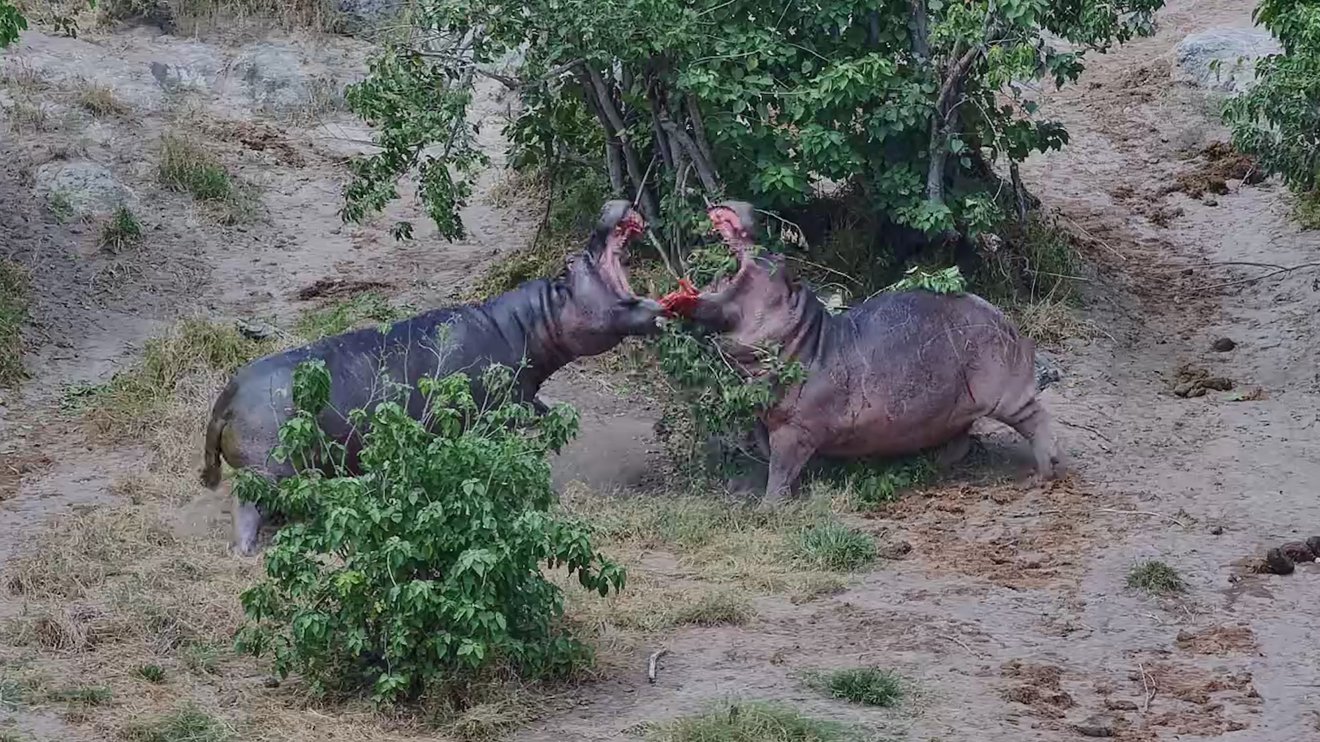 Battle of the Water Giants