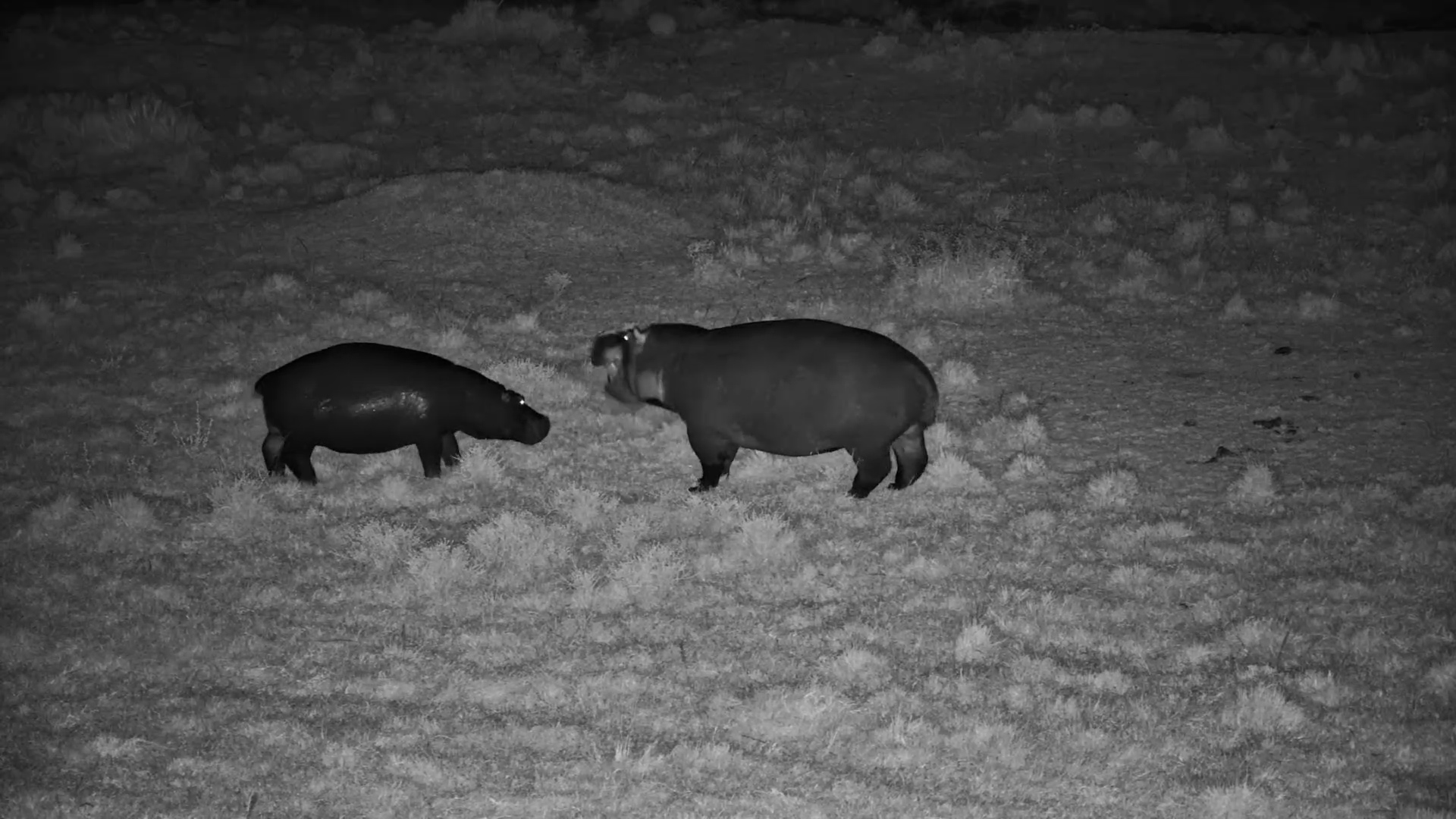 Hippo Chat: Night time Meet-Up Before Grazing
