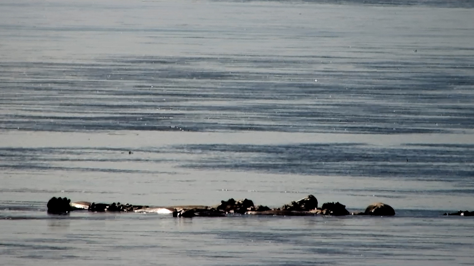 Hippos Stacked and Snoozing in the Zambezi
